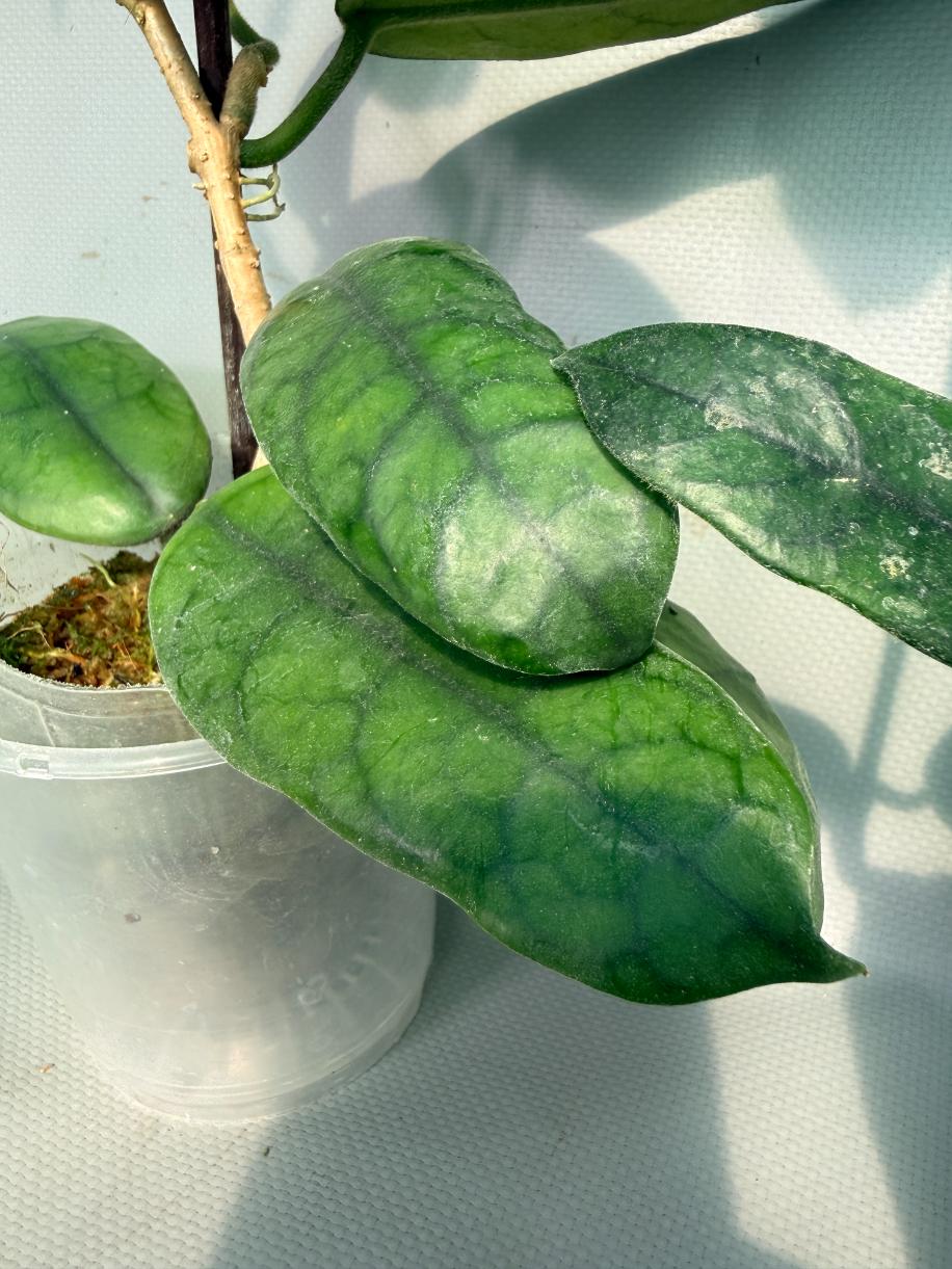 Hoya Globulosa XL with FLOWERS 07