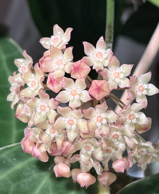 Hoya macrophylla variegata