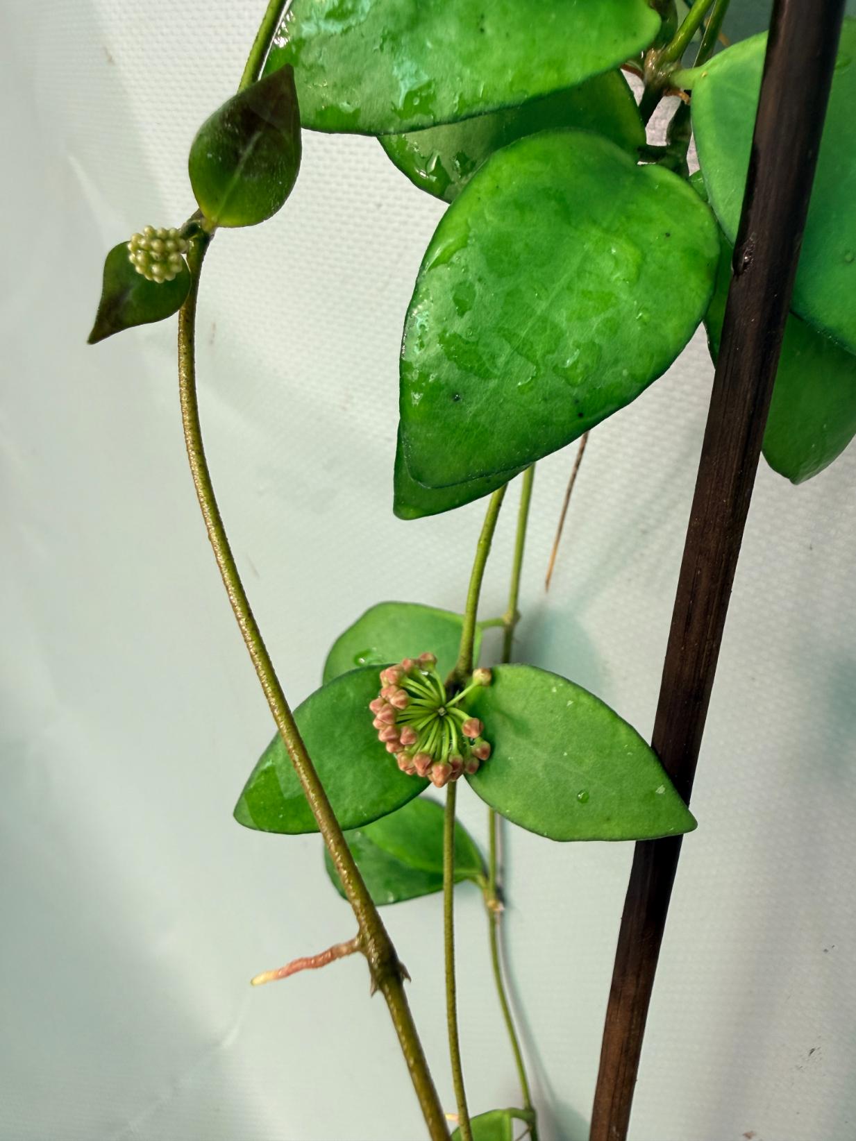 Hoya Myrmecopa big Leaves with flowers8
