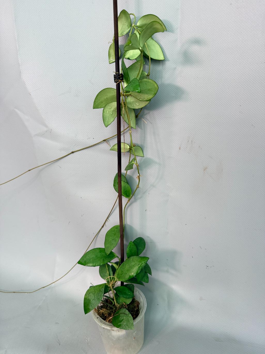 Hoya Myrmecopa big Leaves with flowers 1