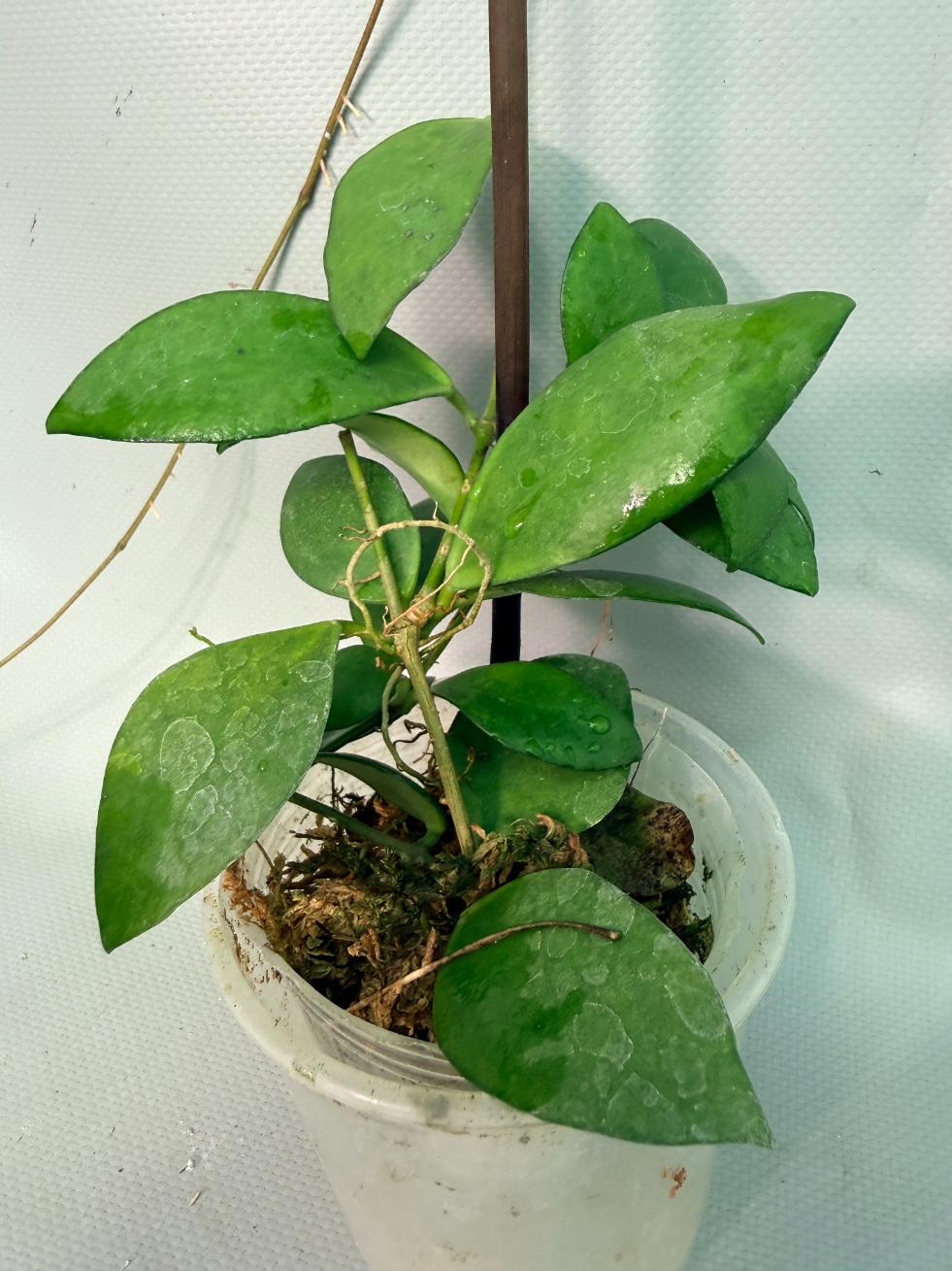Hoya Myrmecopa big Leaves with flowers 3