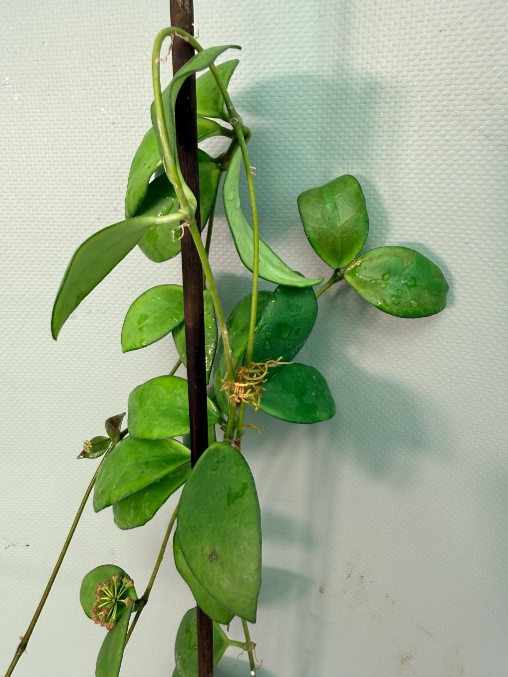Hoya Myrmecopa big Leaves with flowers 4