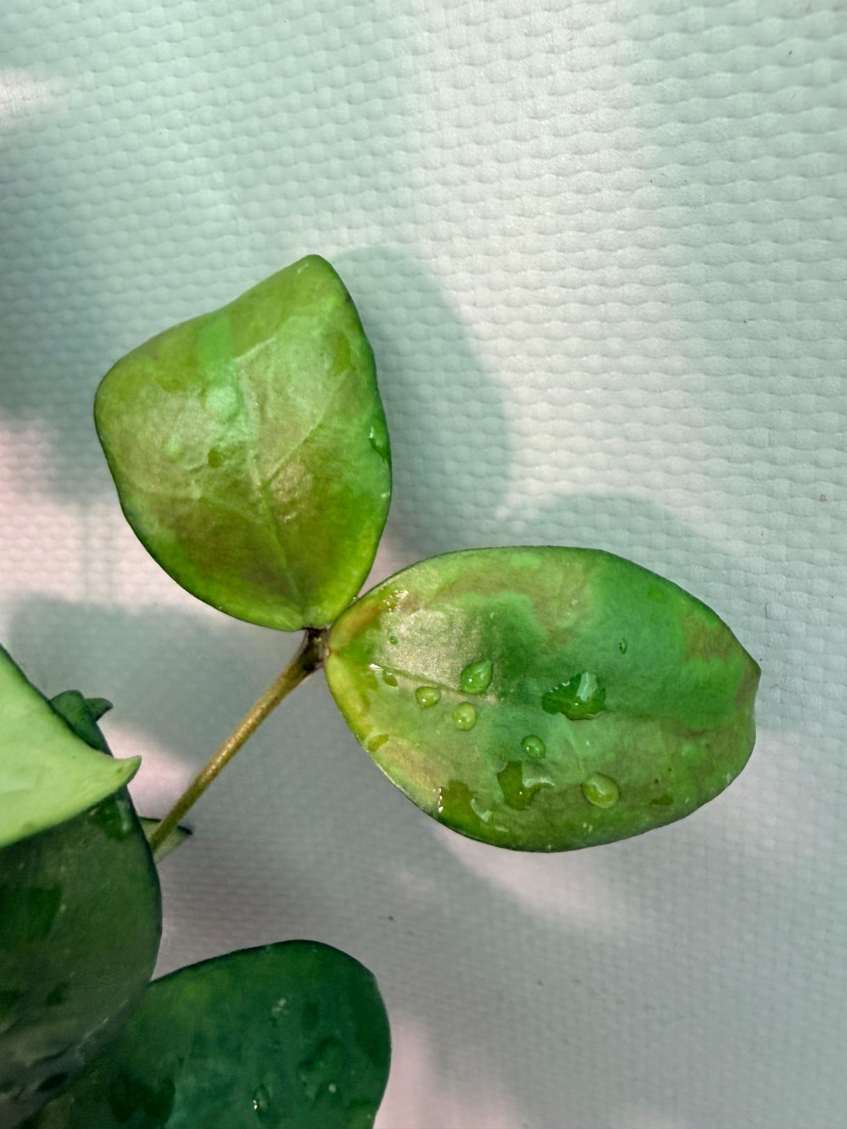 Hoya Myrmecopa big Leaves with flowers 5