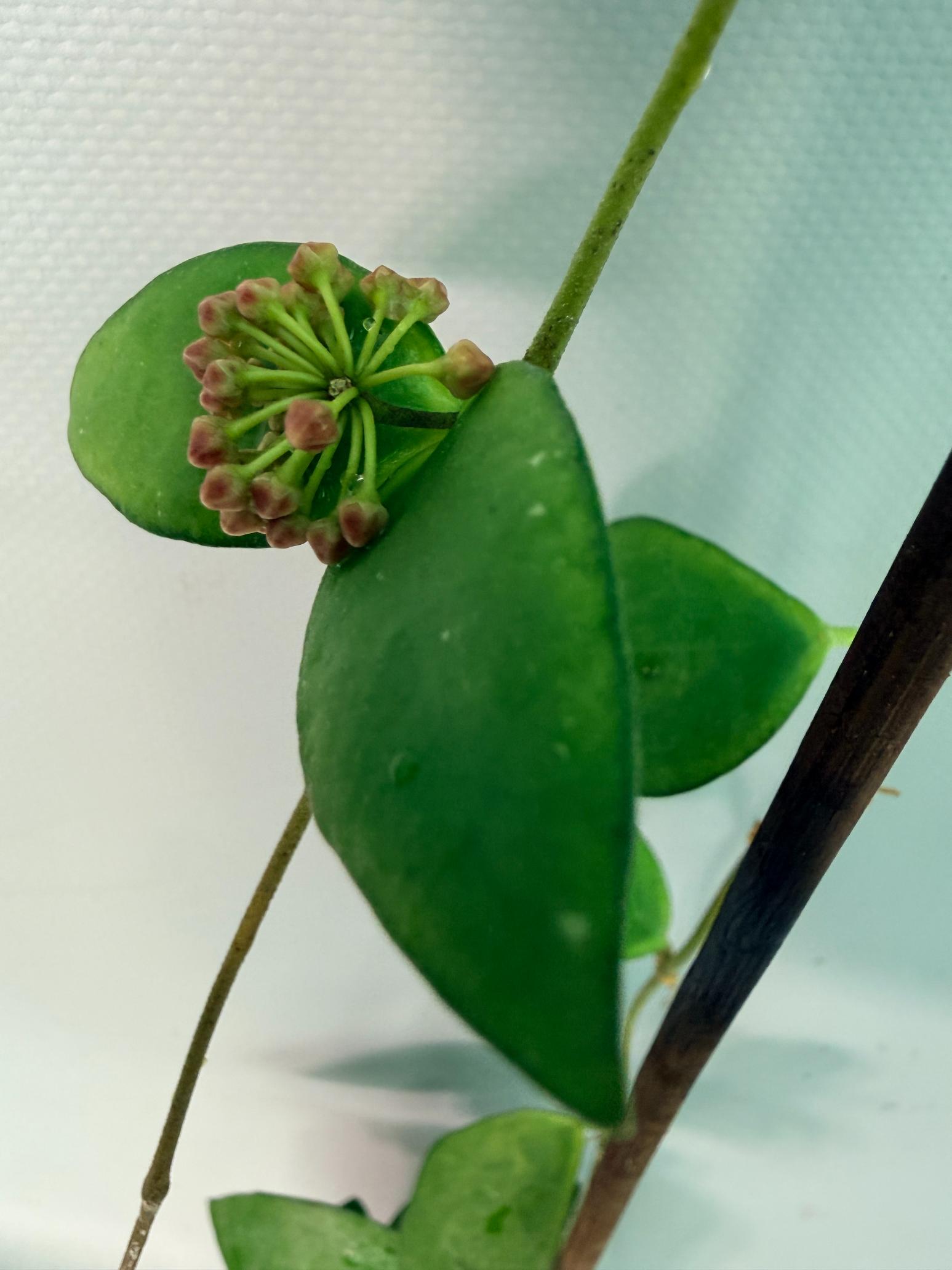 Hoya Myrmecopa big Leaves with flowers