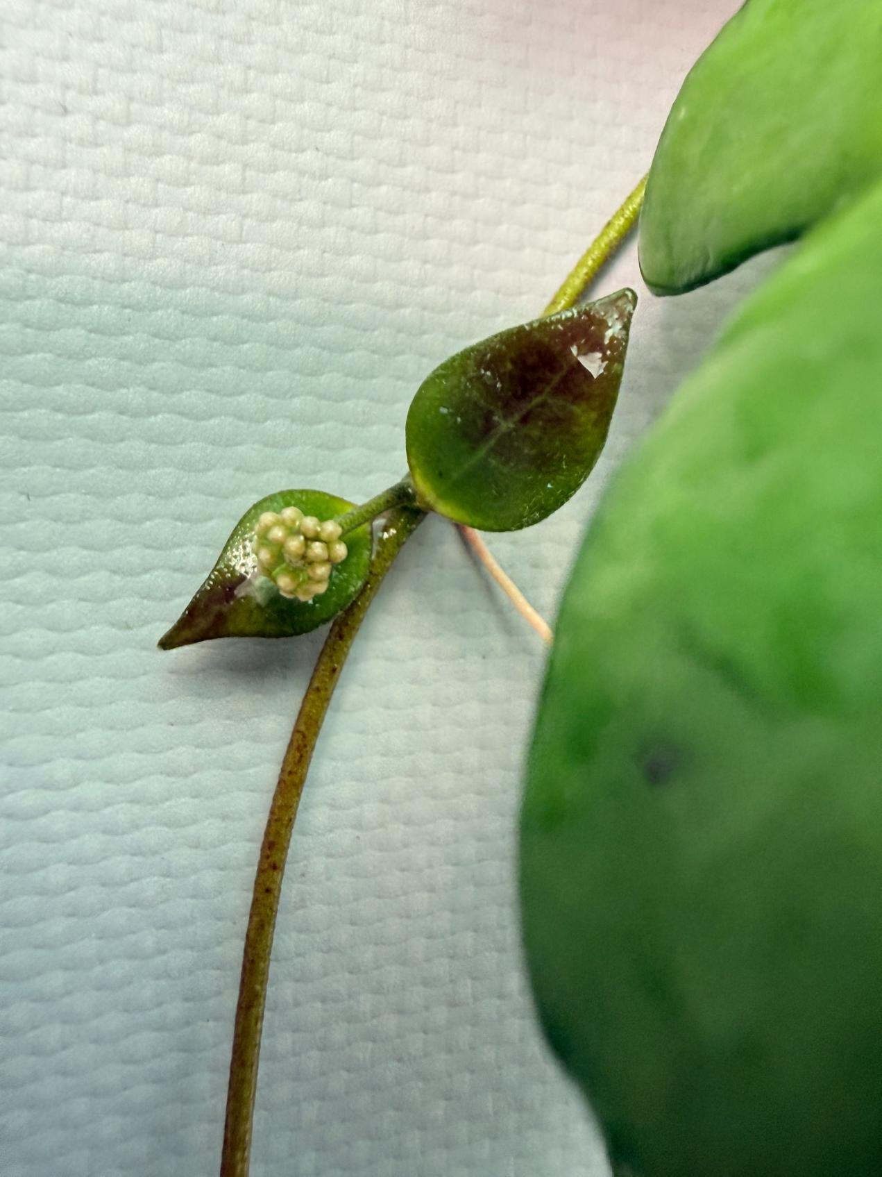 Hoya Myrmecopa big Leaves with flowers 6