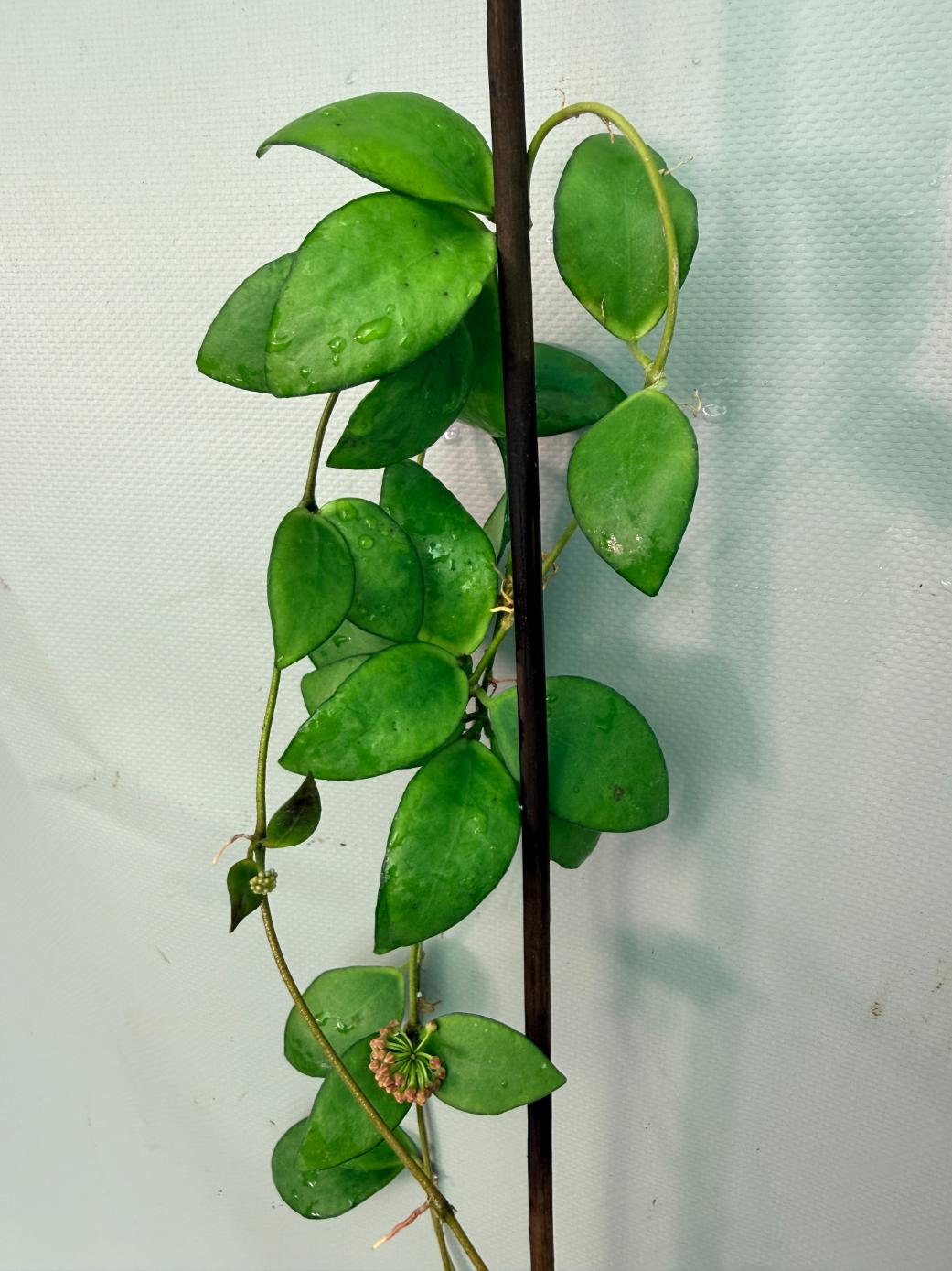 Hoya Myrmecopa big Leaves with flowers 7