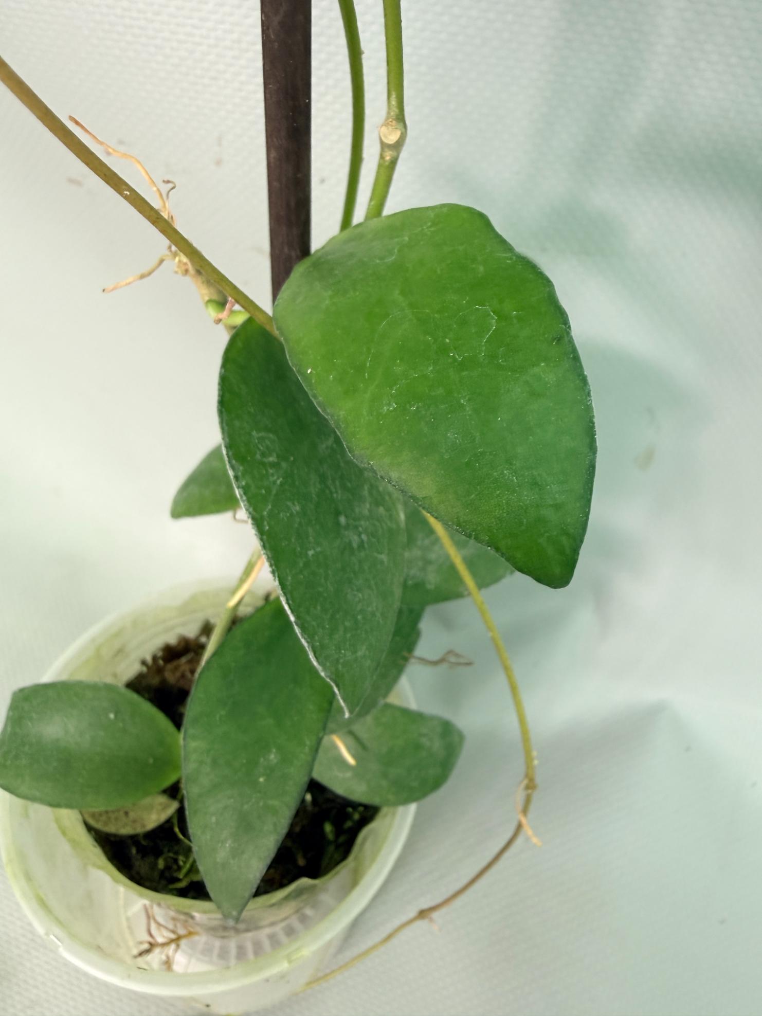 Hoya Myrmecopa big Leaves with flowers 08