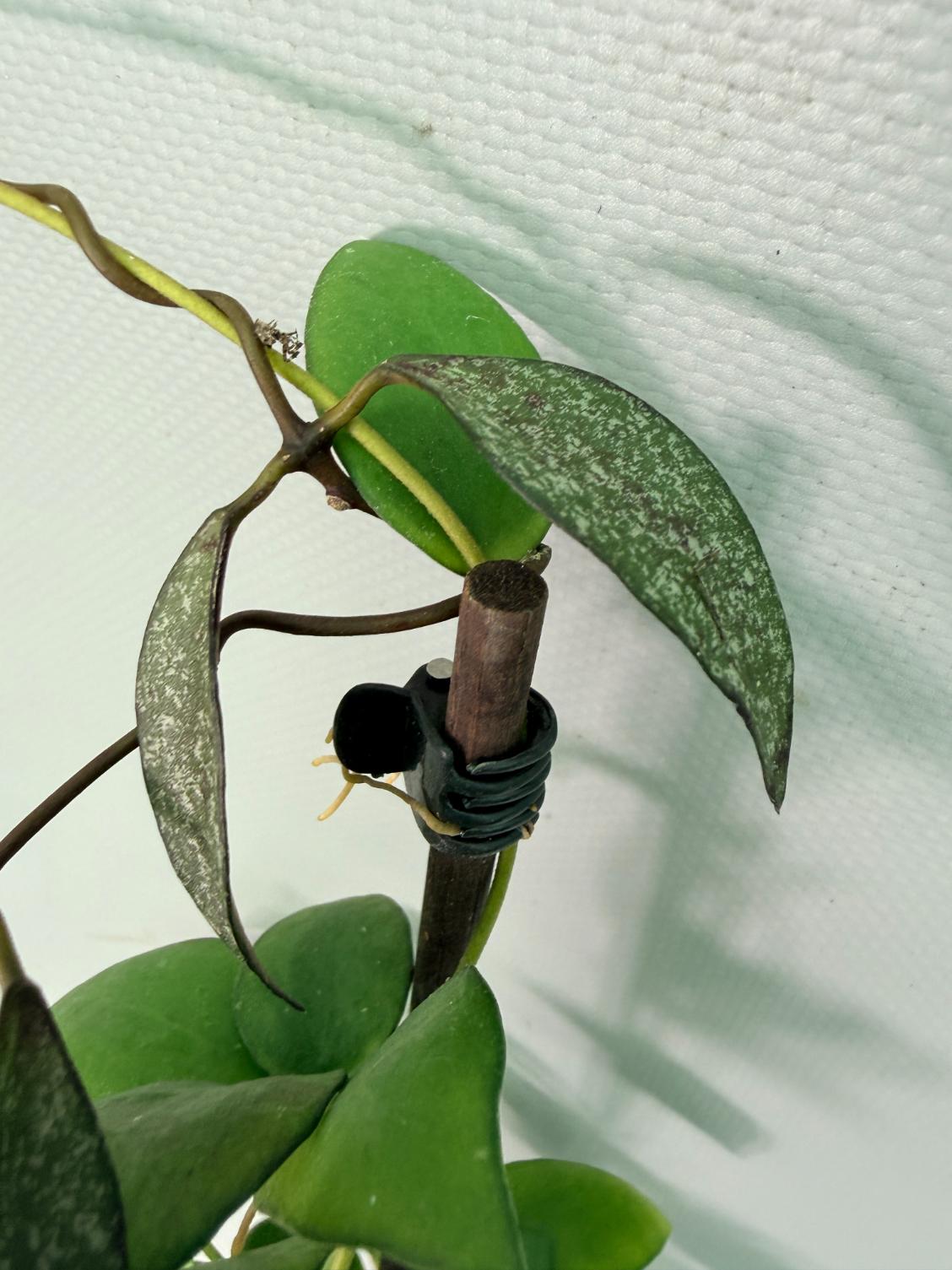 Hoya Myrmecopa big Leaves with flowers 09