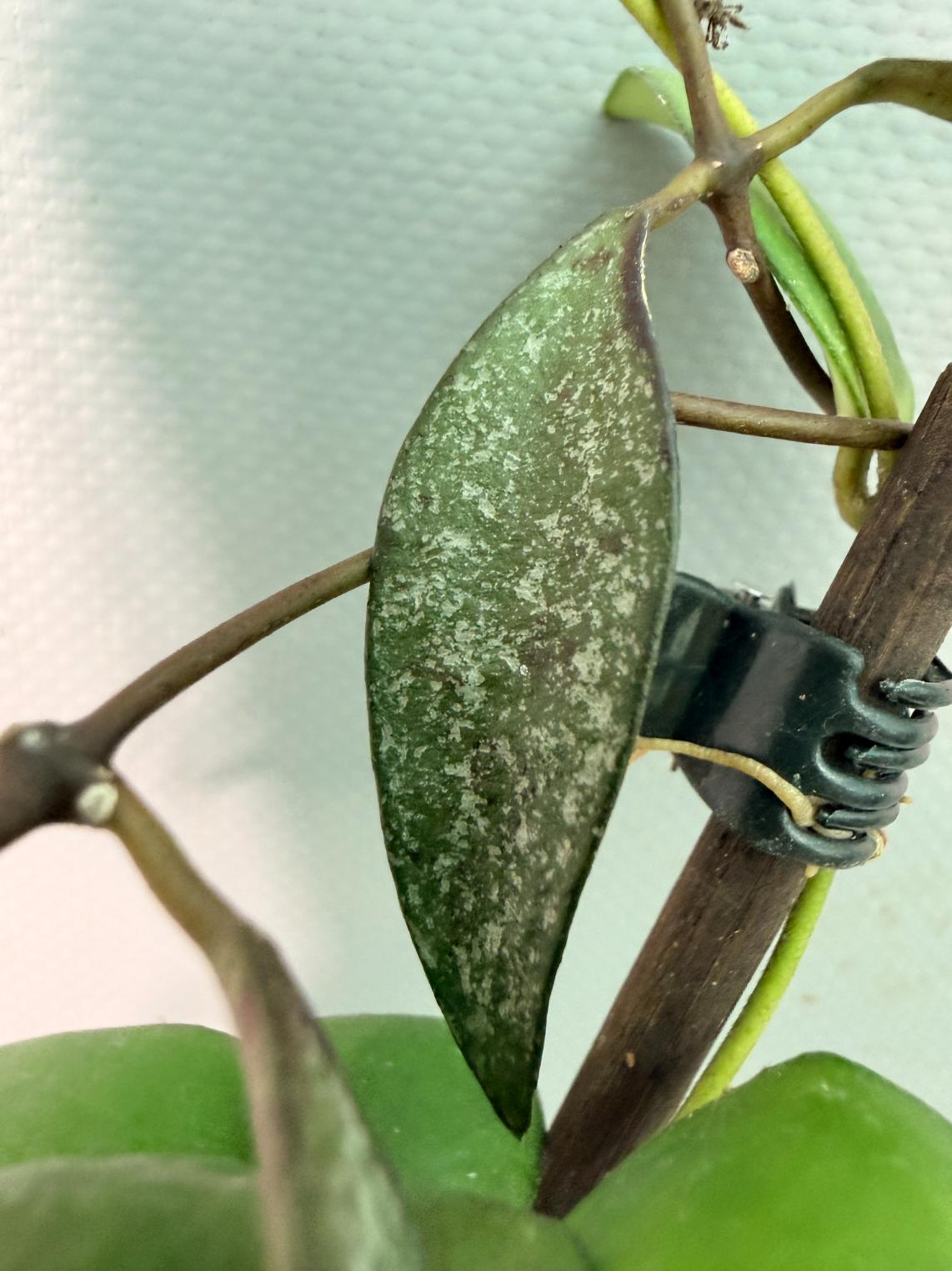 Hoya Myrmecopa big Leaves with flowers 10