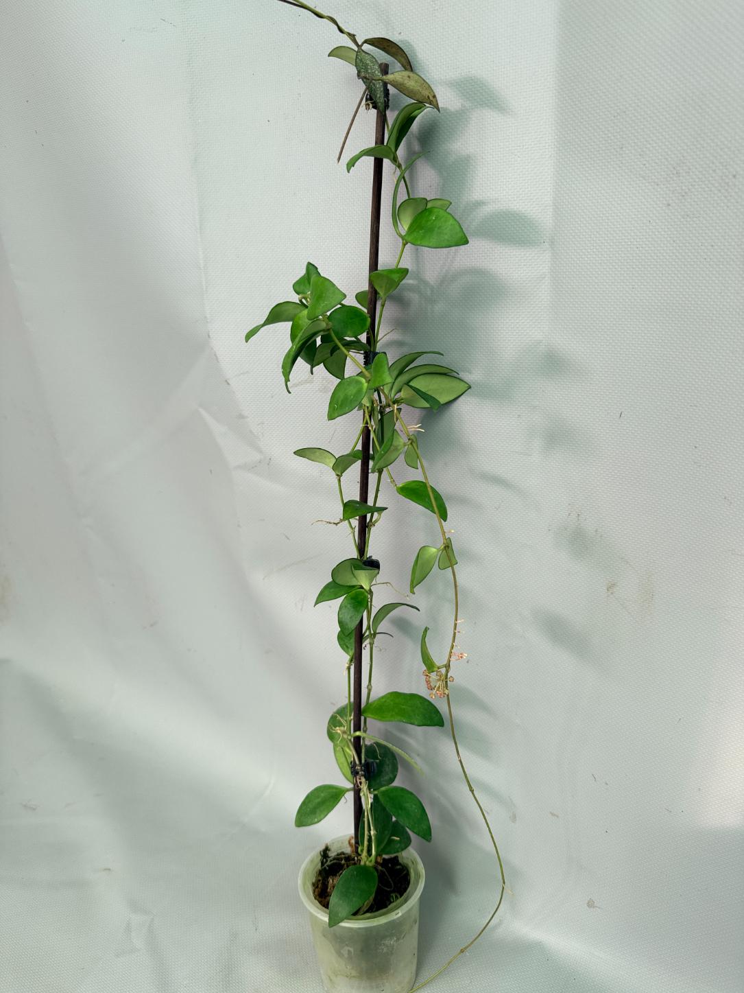 Hoya Myrmecopa big Leaves with flowers 02