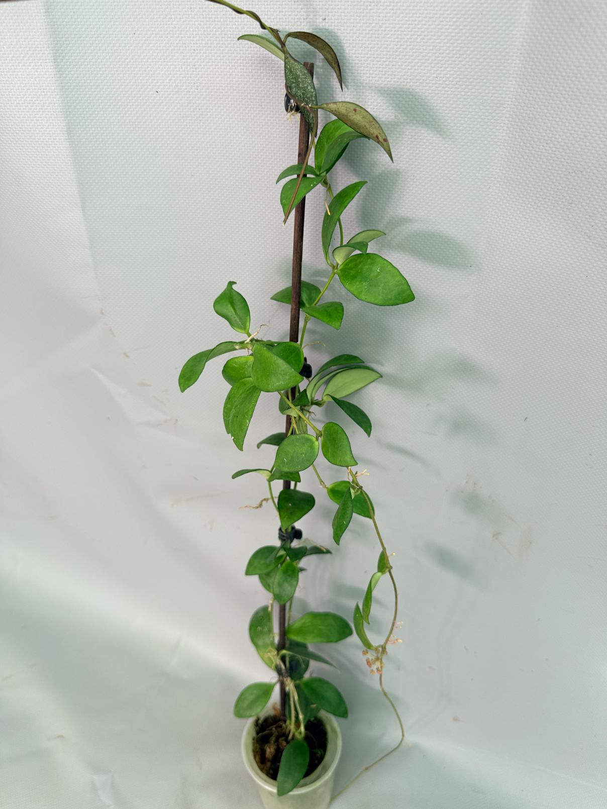 Hoya Myrmecopa big Leaves with flowers 03