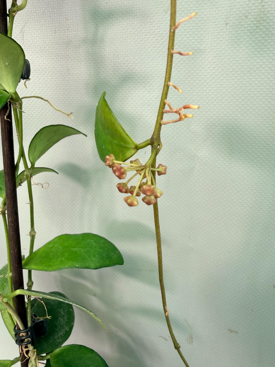 Hoya Myrmecopa big Leaves with flowers 04