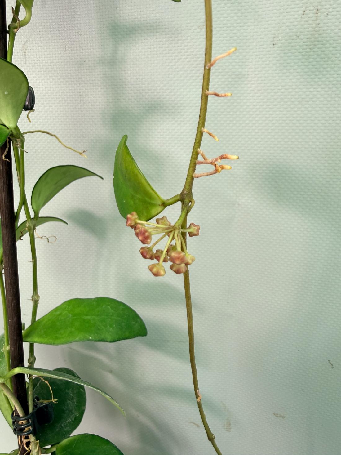 Hoya Myrmecopa big Leaves with flowers 05