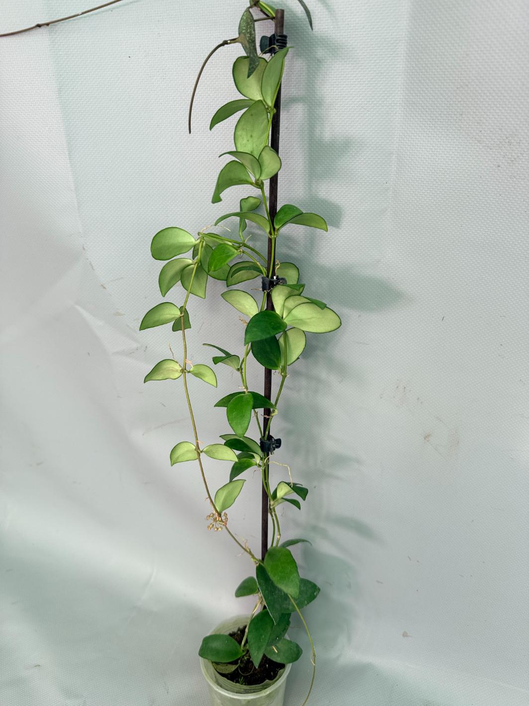 Hoya Myrmecopa big Leaves with flowers 06