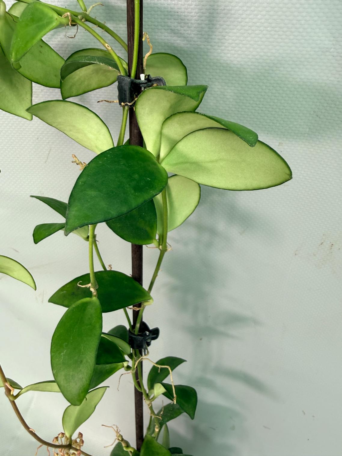 Hoya Myrmecopa big Leaves with flowers 07