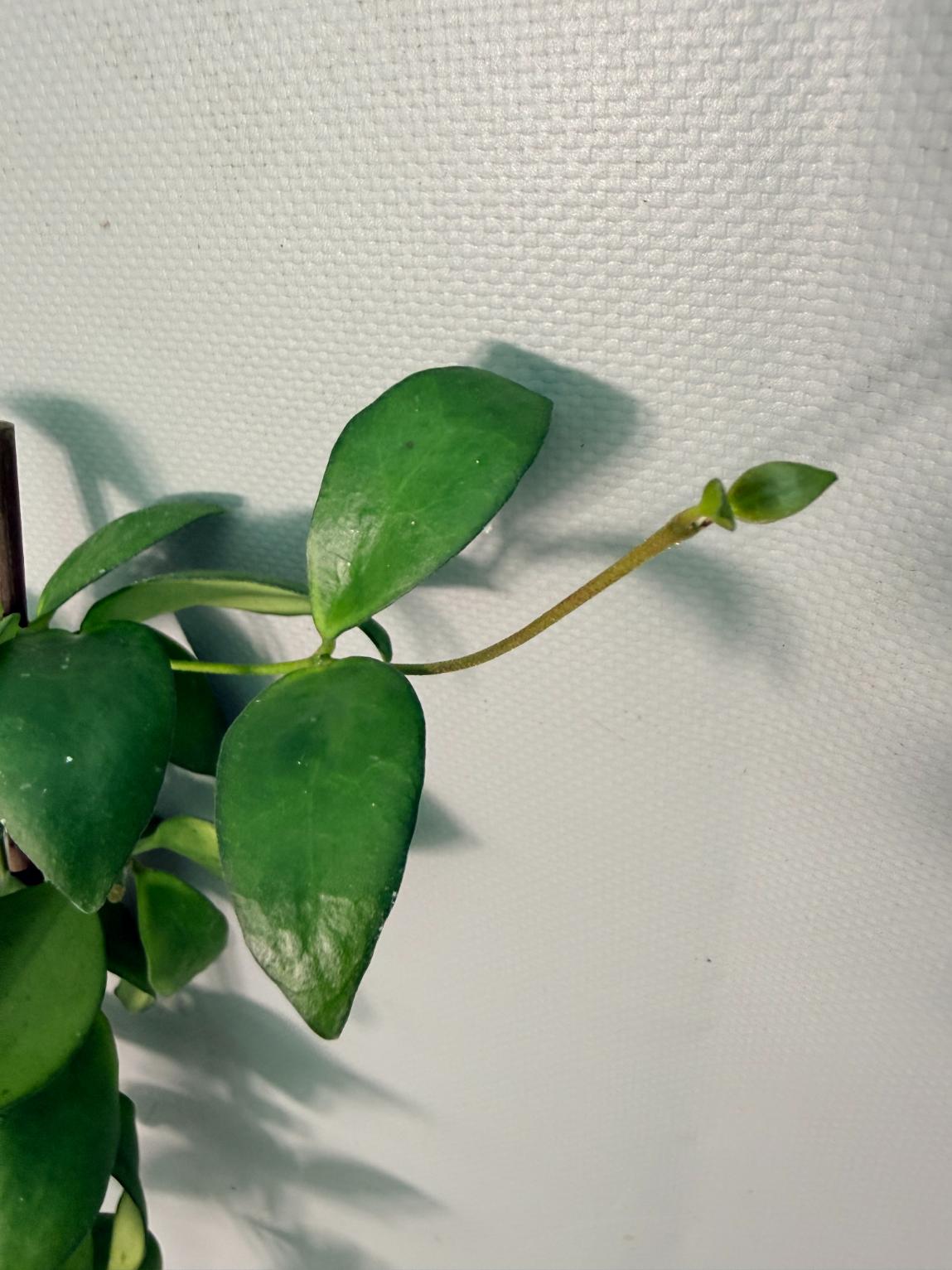 Hoya Myrmecopa big Leaves with flowers 10