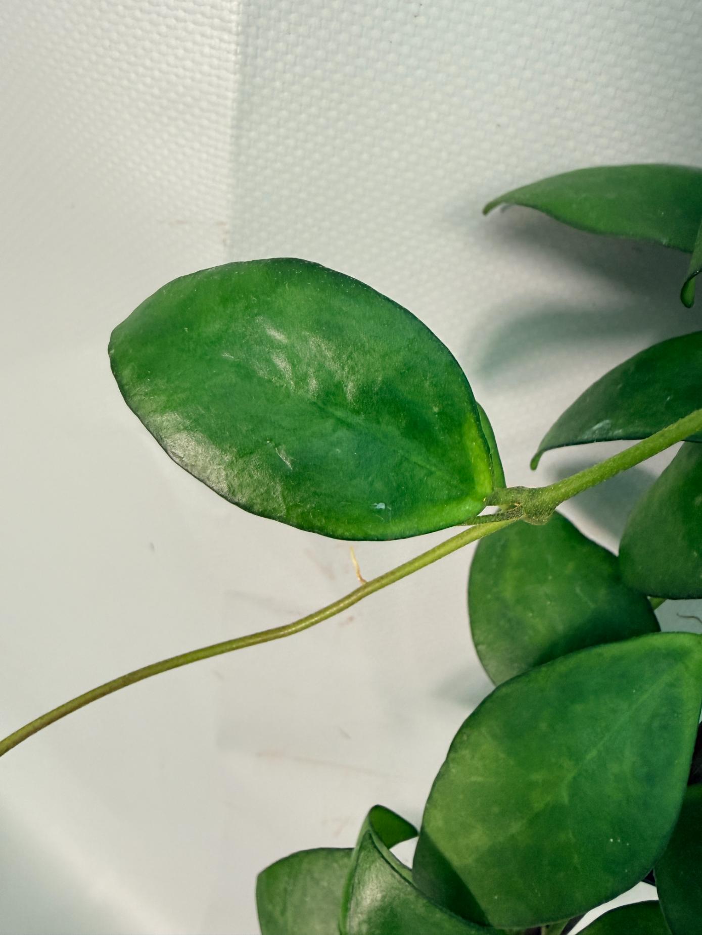Hoya Myrmecopa big Leaves with flowers 11