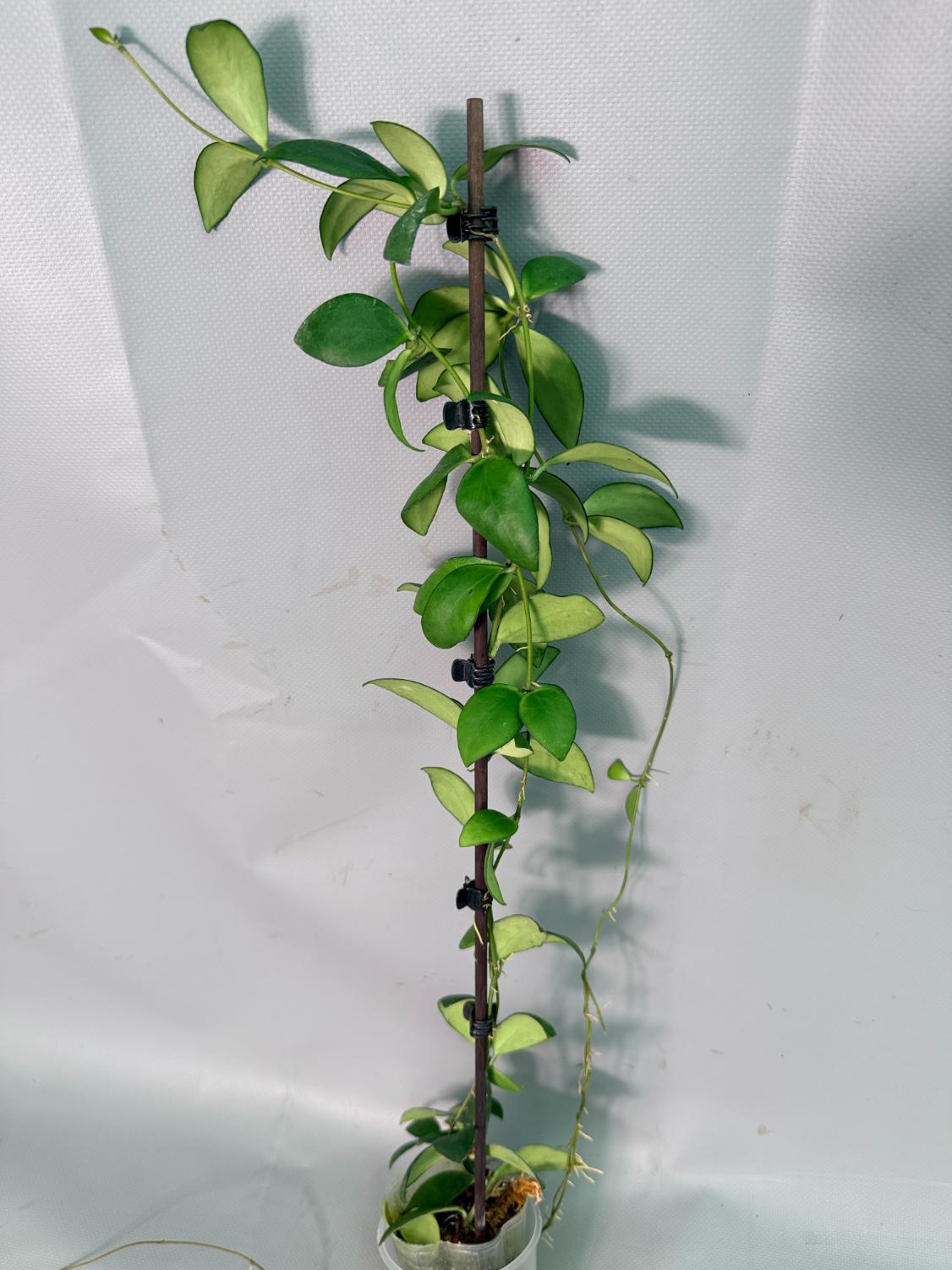 Hoya Myrmecopa big Leaves with flowers 02