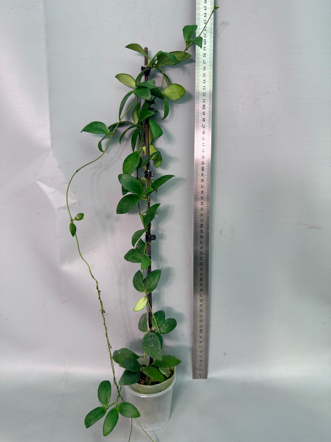 Hoya Myrmecopa big Leaves with flowers 03