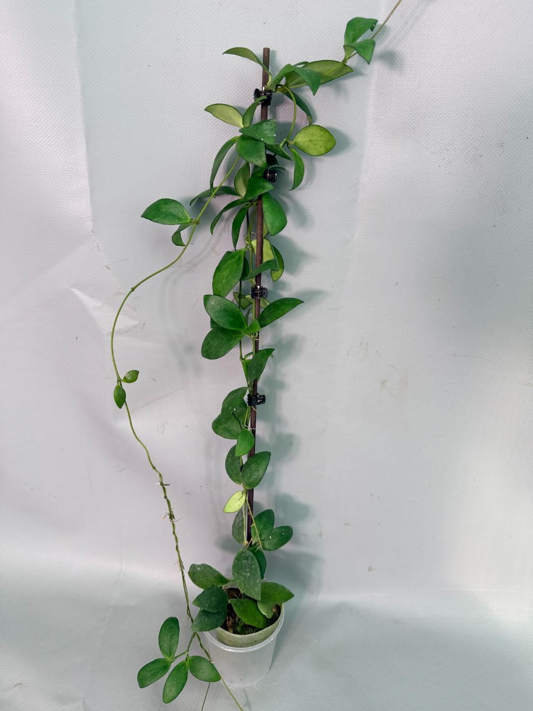 Hoya Myrmecopa big Leaves with flowers 01