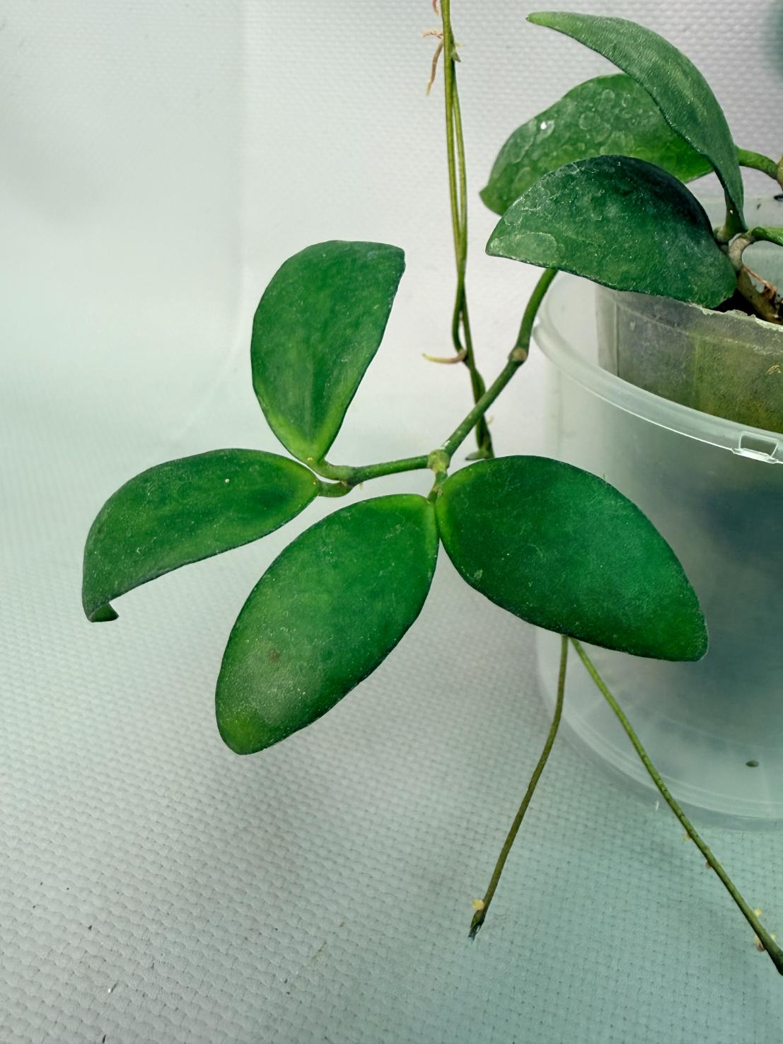 Hoya Myrmecopa big Leaves with flowers 04