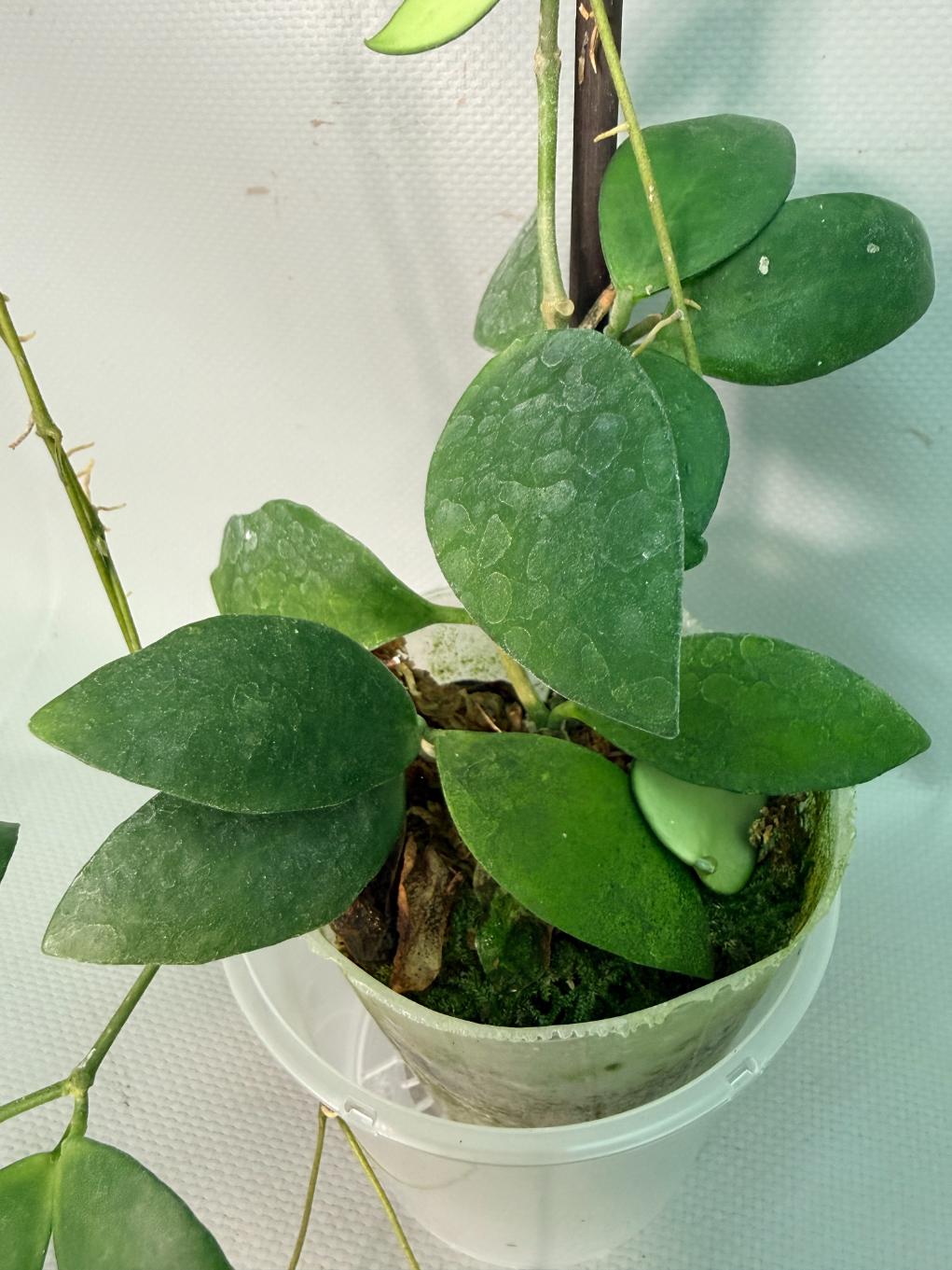 Hoya Myrmecopa big Leaves with flowers 05