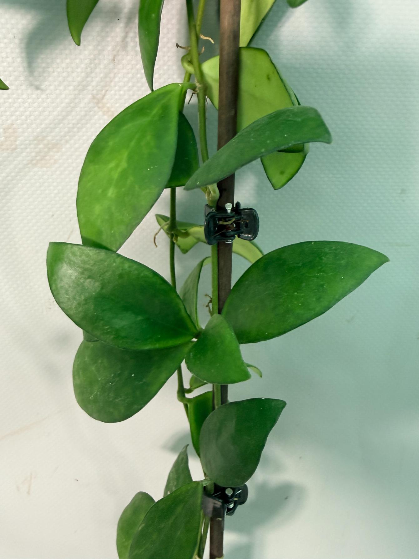 Hoya Myrmecopa big Leaves with flowers 06