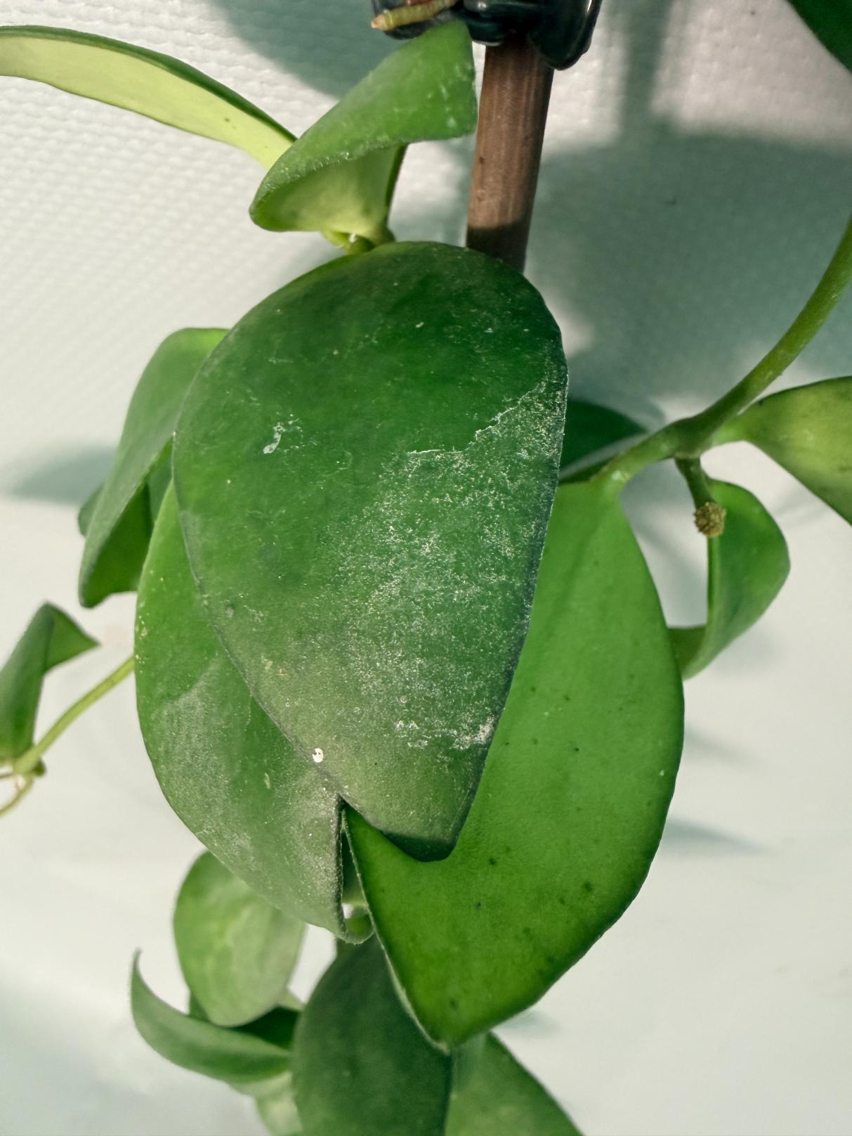 Hoya Myrmecopa big Leaves with flowers 07
