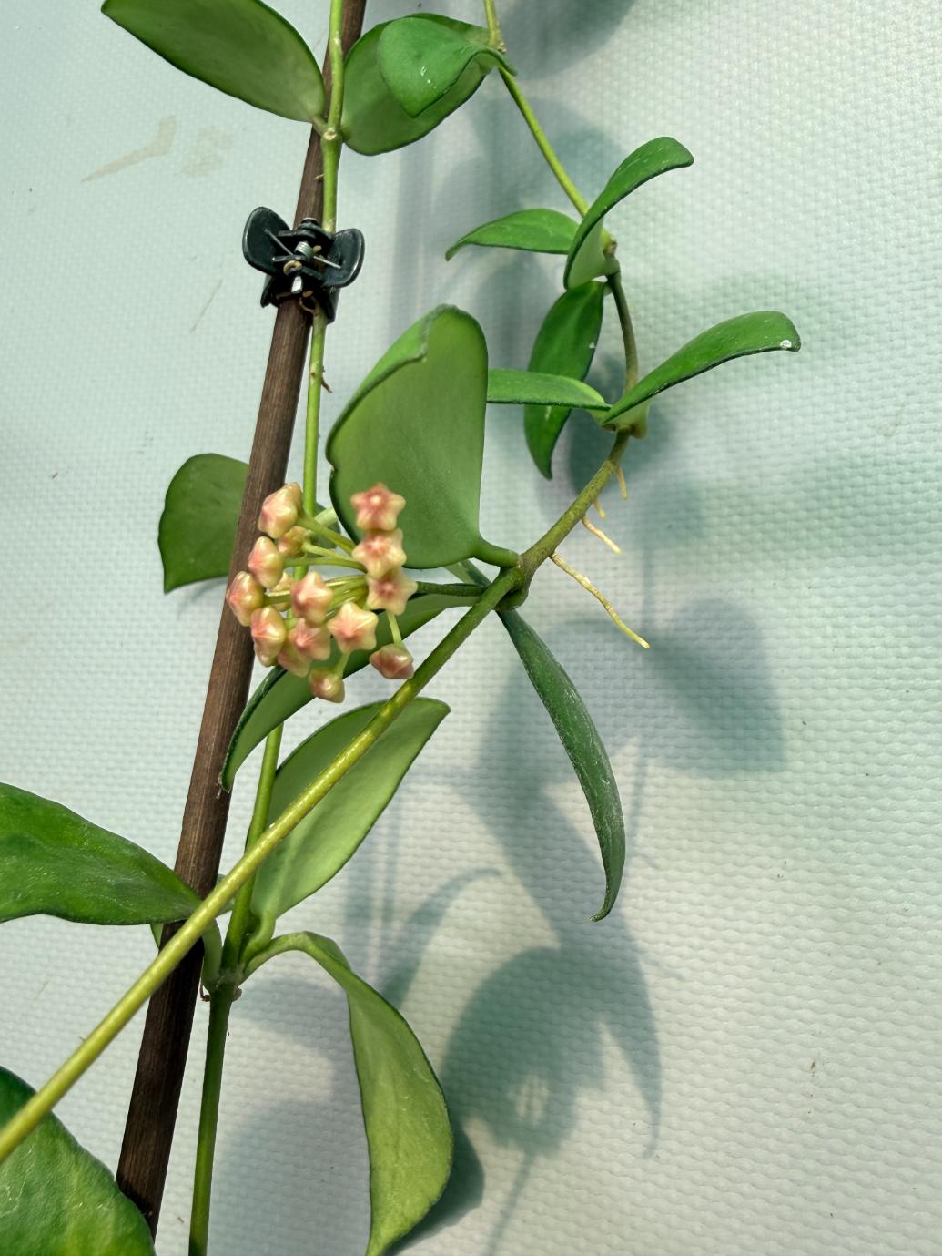 Hoya Myrmecopa big Leaves with flowers 01