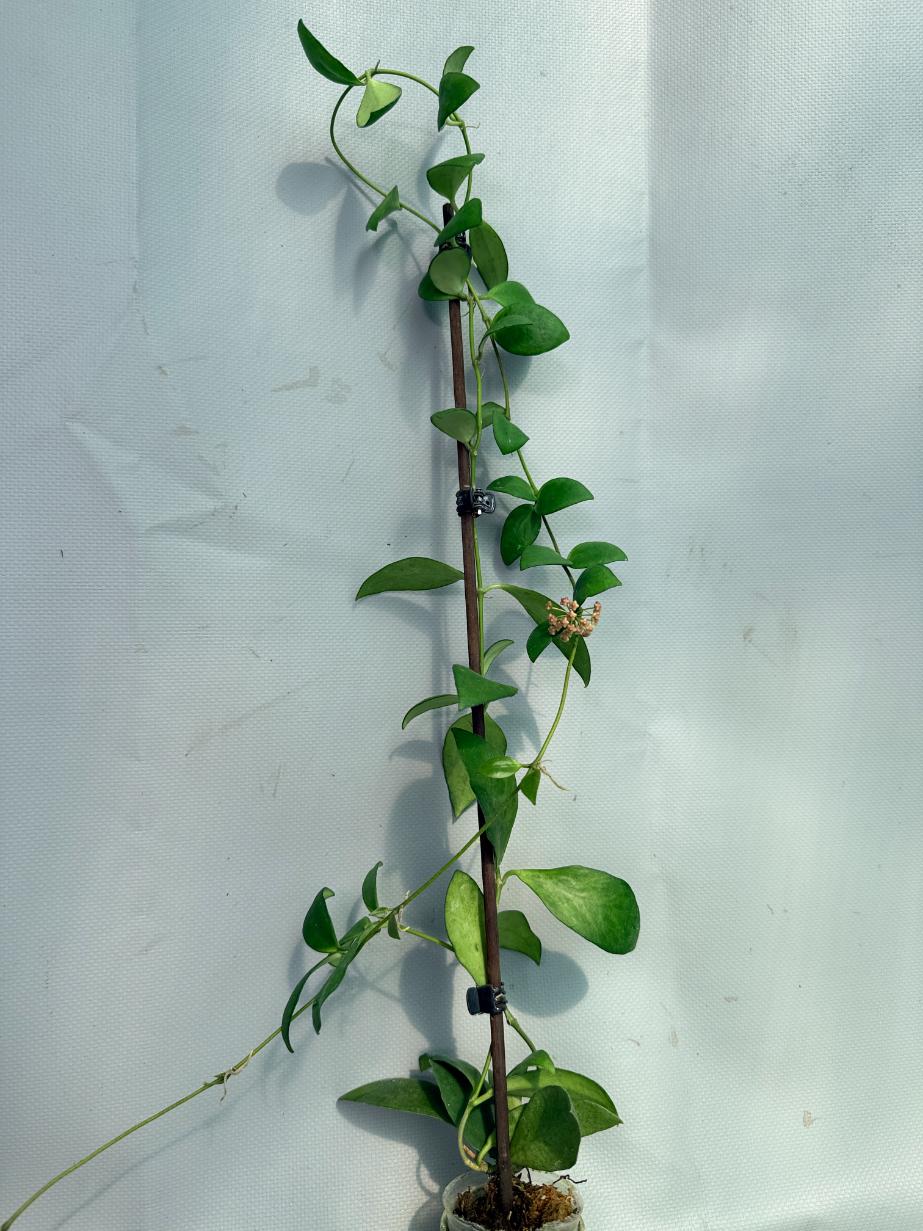 Hoya Myrmecopa big Leaves with flowers 06
