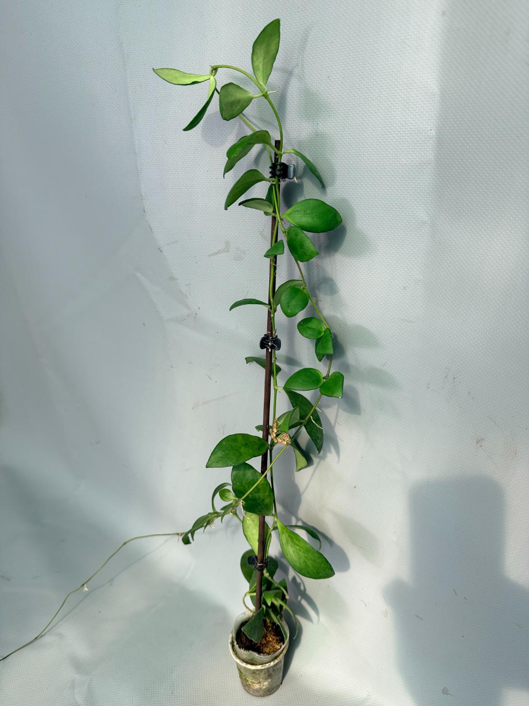 Hoya Myrmecopa big Leaves with flowers 07