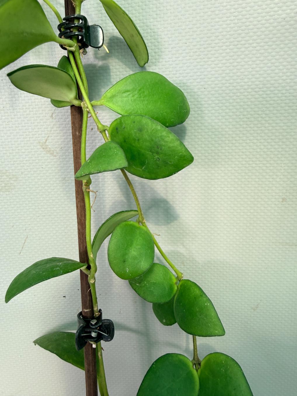 Hoya Myrmecopa big Leaves with flowers 08
