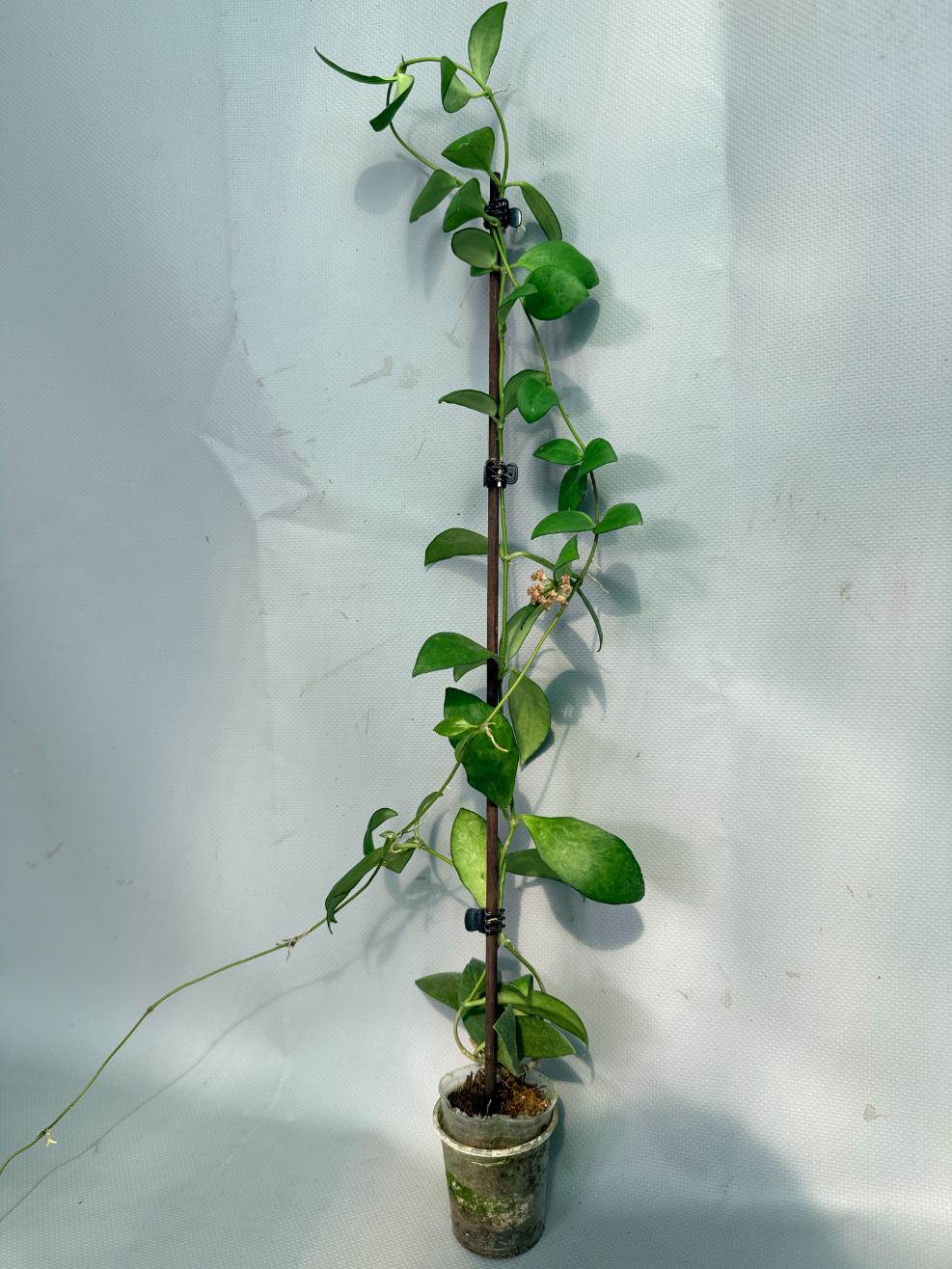 Hoya Myrmecopa big Leaves with flowers 03