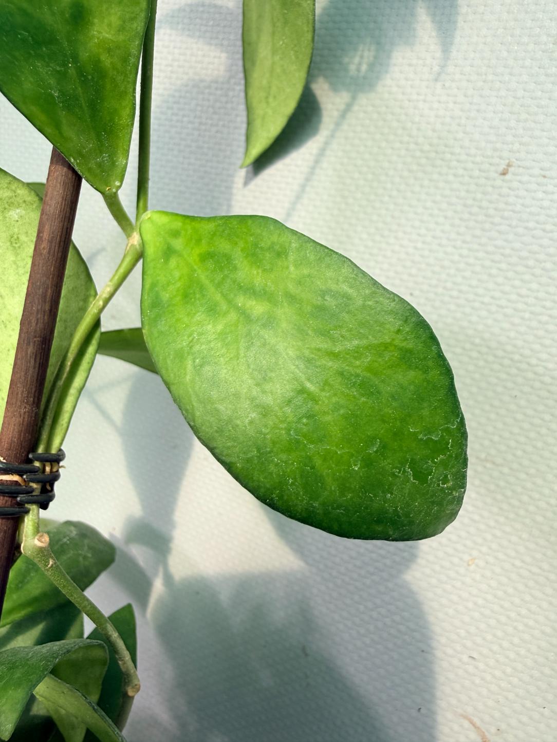 Hoya Myrmecopa big Leaves with flowers 04