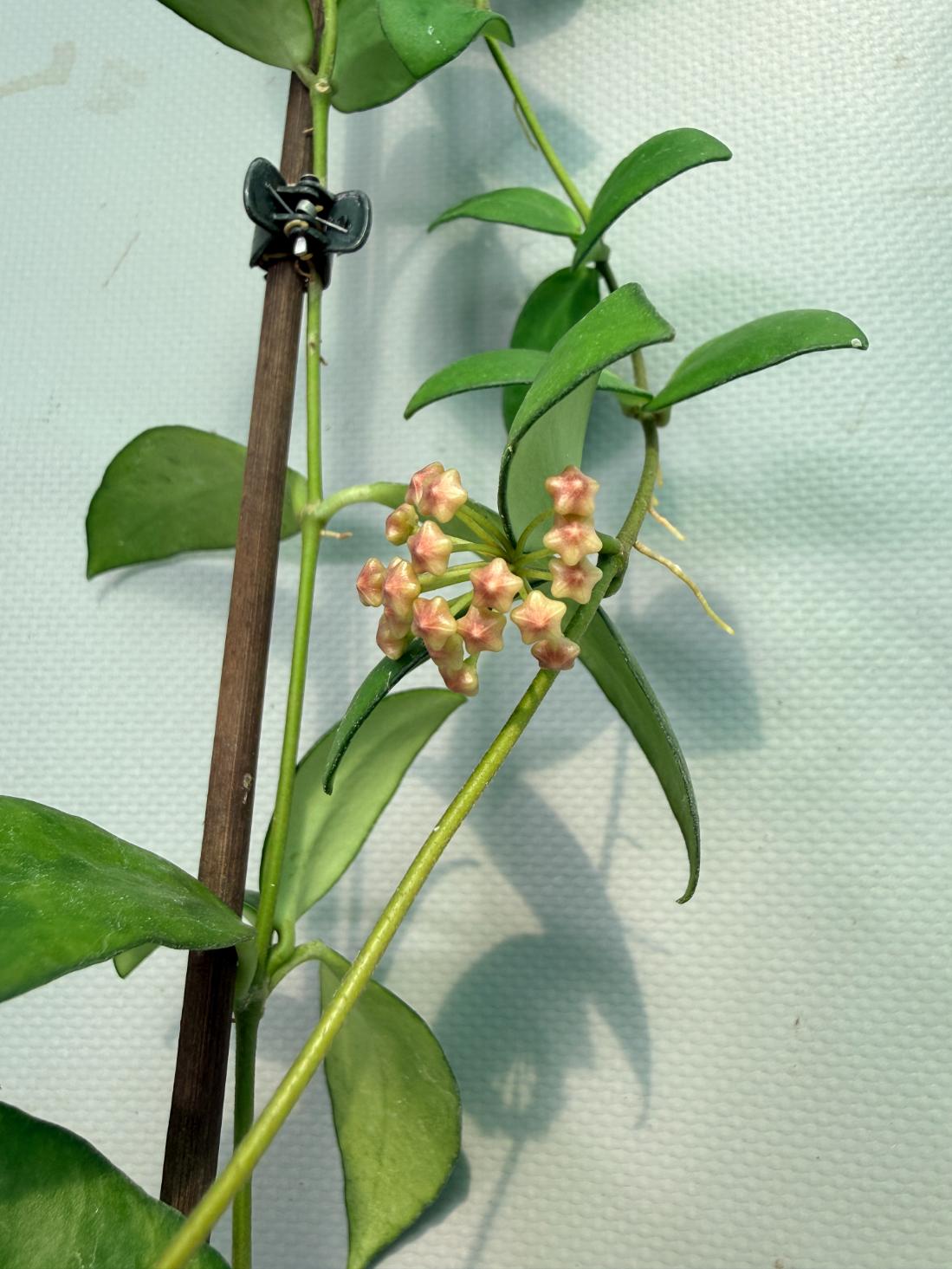 Hoya Myrmecopa big Leaves with flowers 05