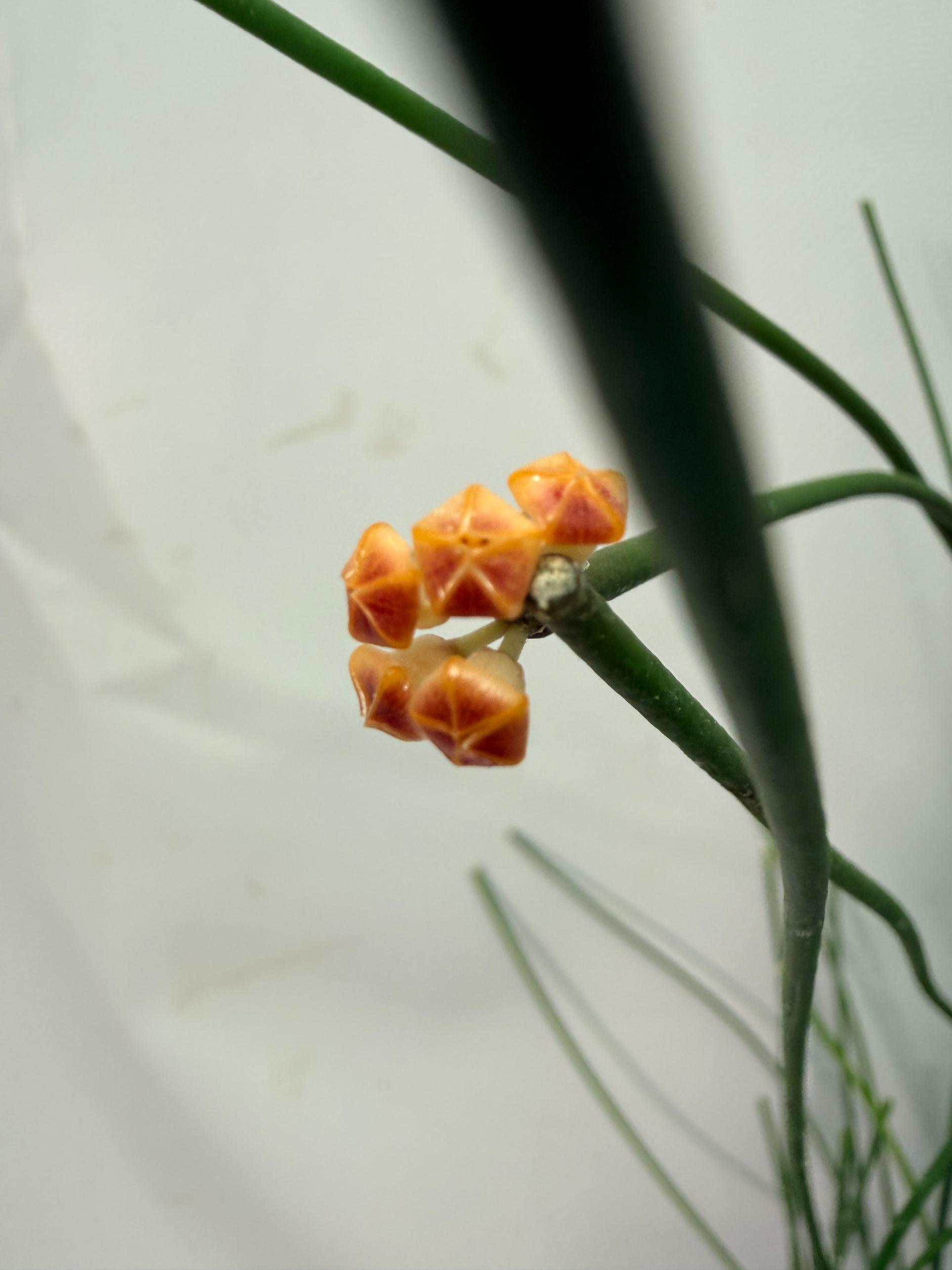 Hoya Spartioides with FLOWERS 02