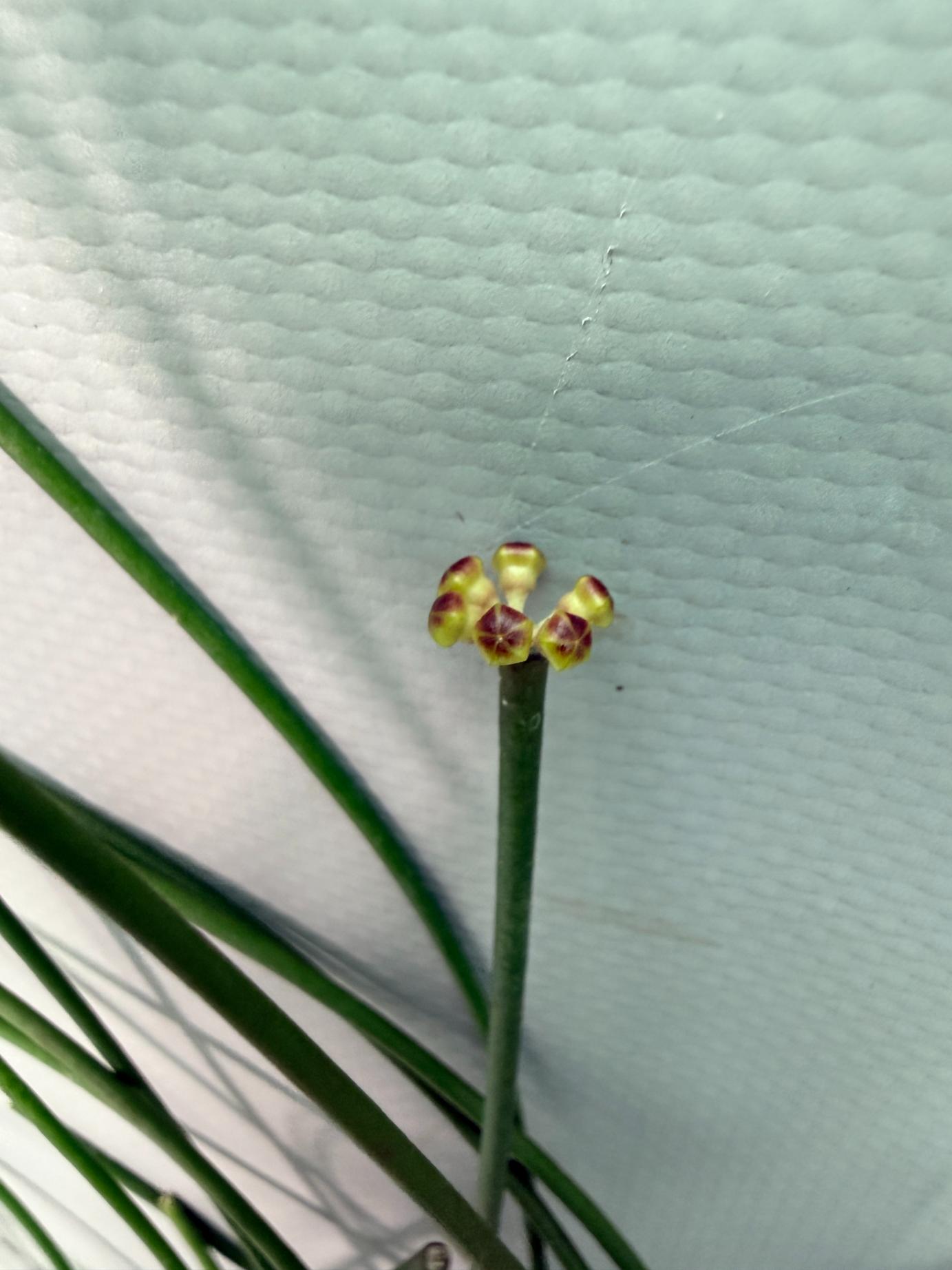 Hoya Spartioides with FLOWERS 07