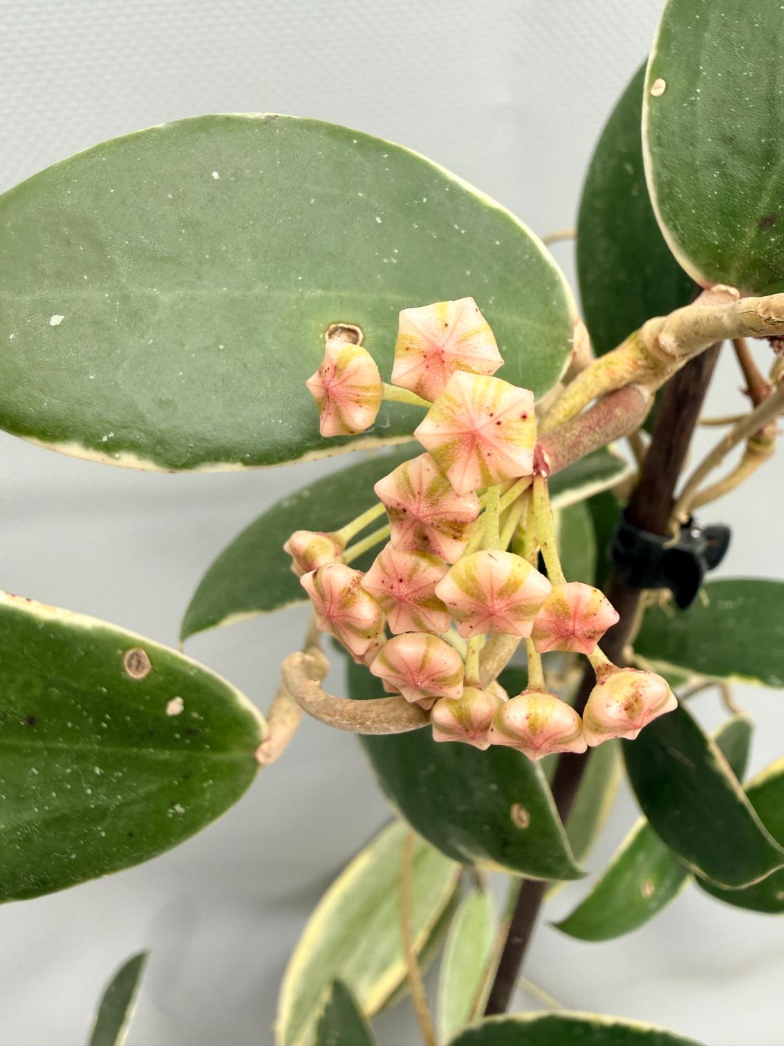 Hoya Acuta Albomarginata 09