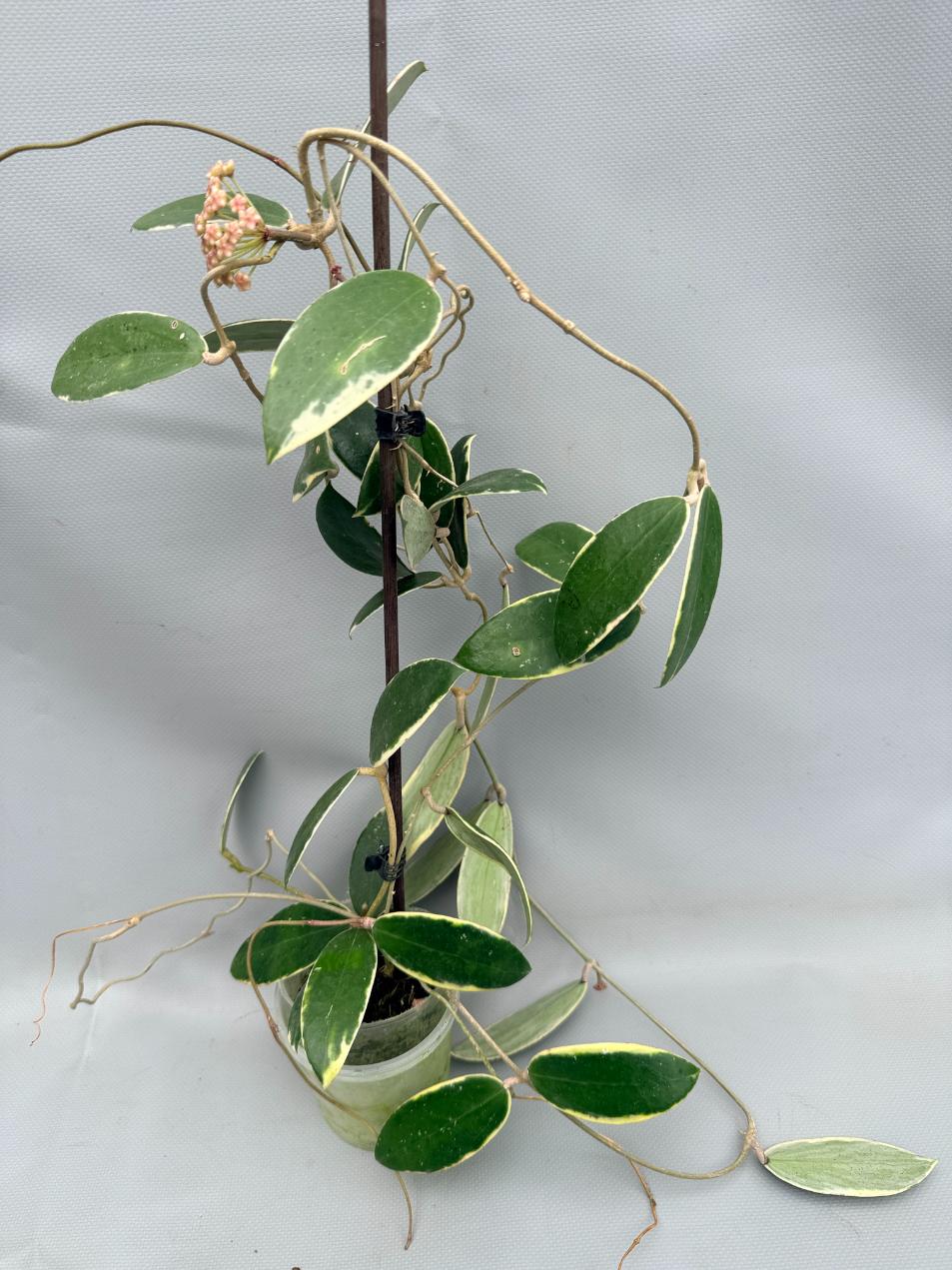 Hoya Acuta Albomarginata 01