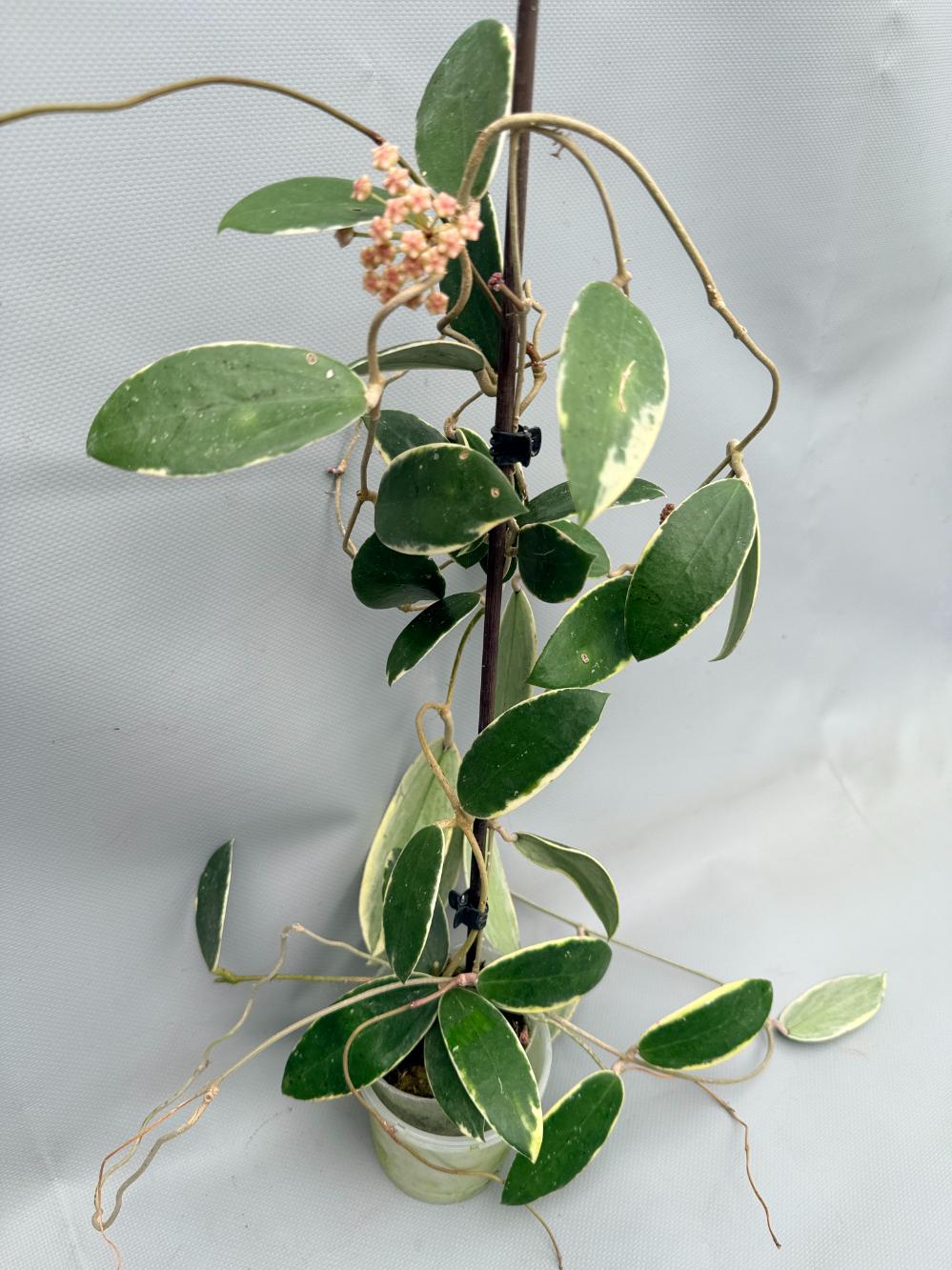 Hoya Acuta Albomarginata 02