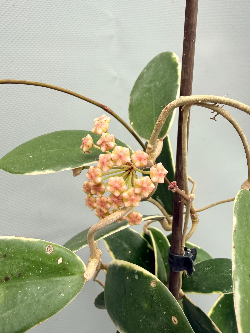 Hoya Acuta Albomarginata 03