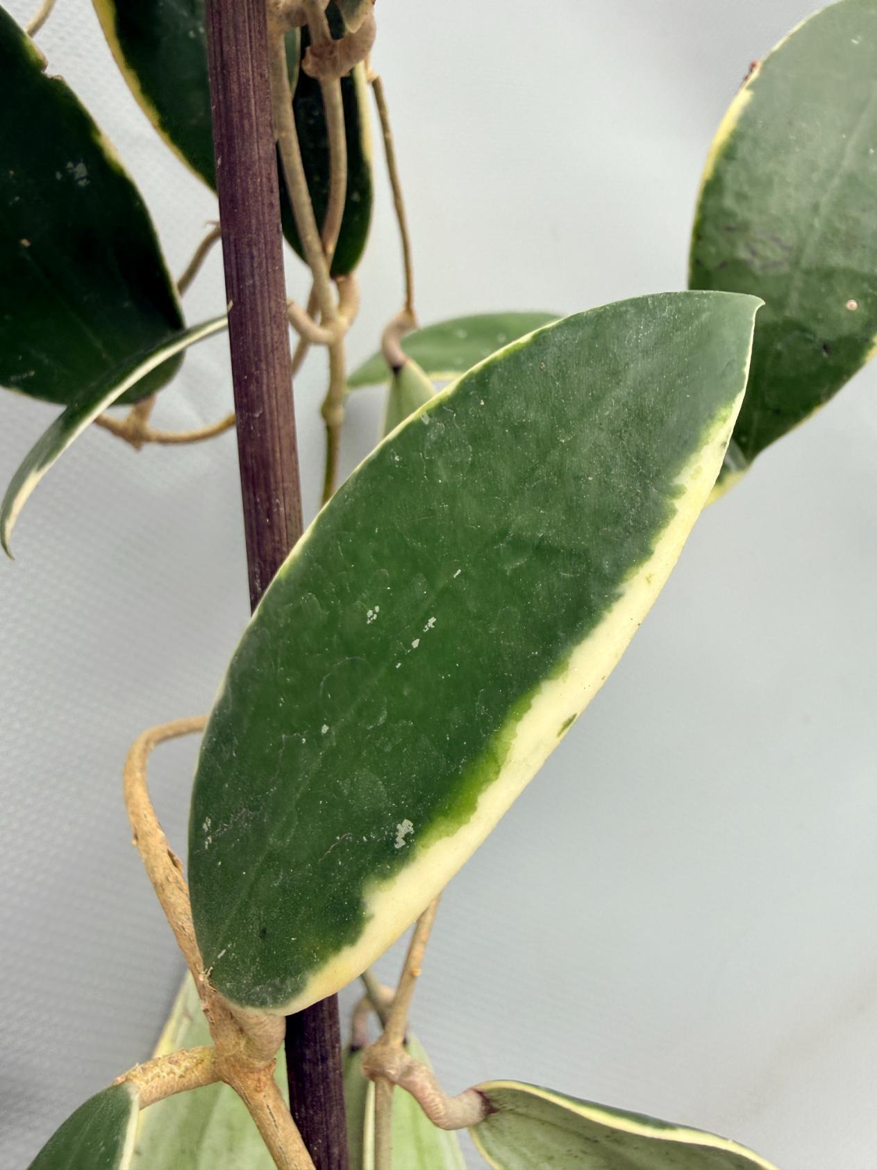 Hoya Acuta Albomarginata 04