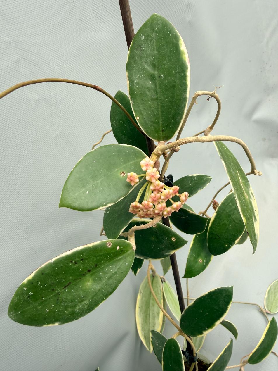Hoya Acuta Albomarginata 05