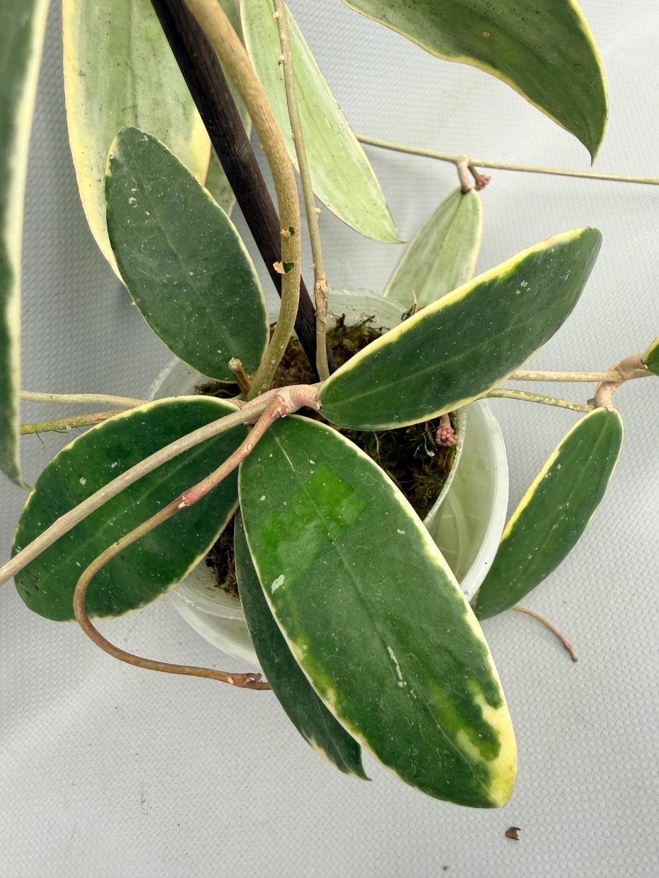 Hoya Acuta Albomarginata 07