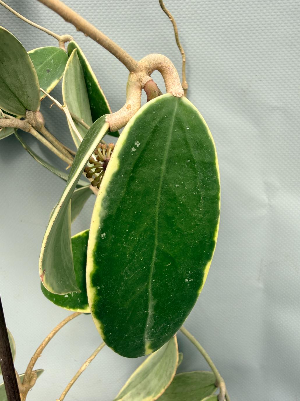 Hoya Acuta Albomarginata 08