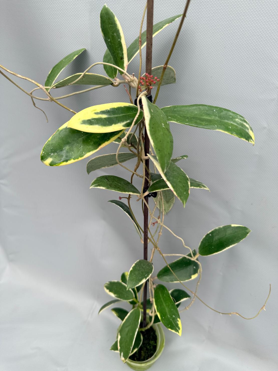 Hoya Acuta Albomarginata 01