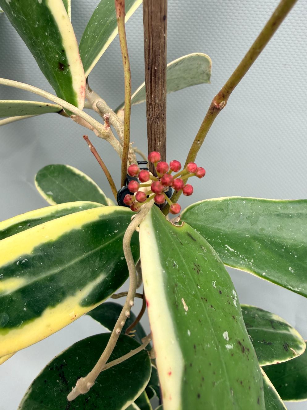 Hoya Acuta Albomarginata 02