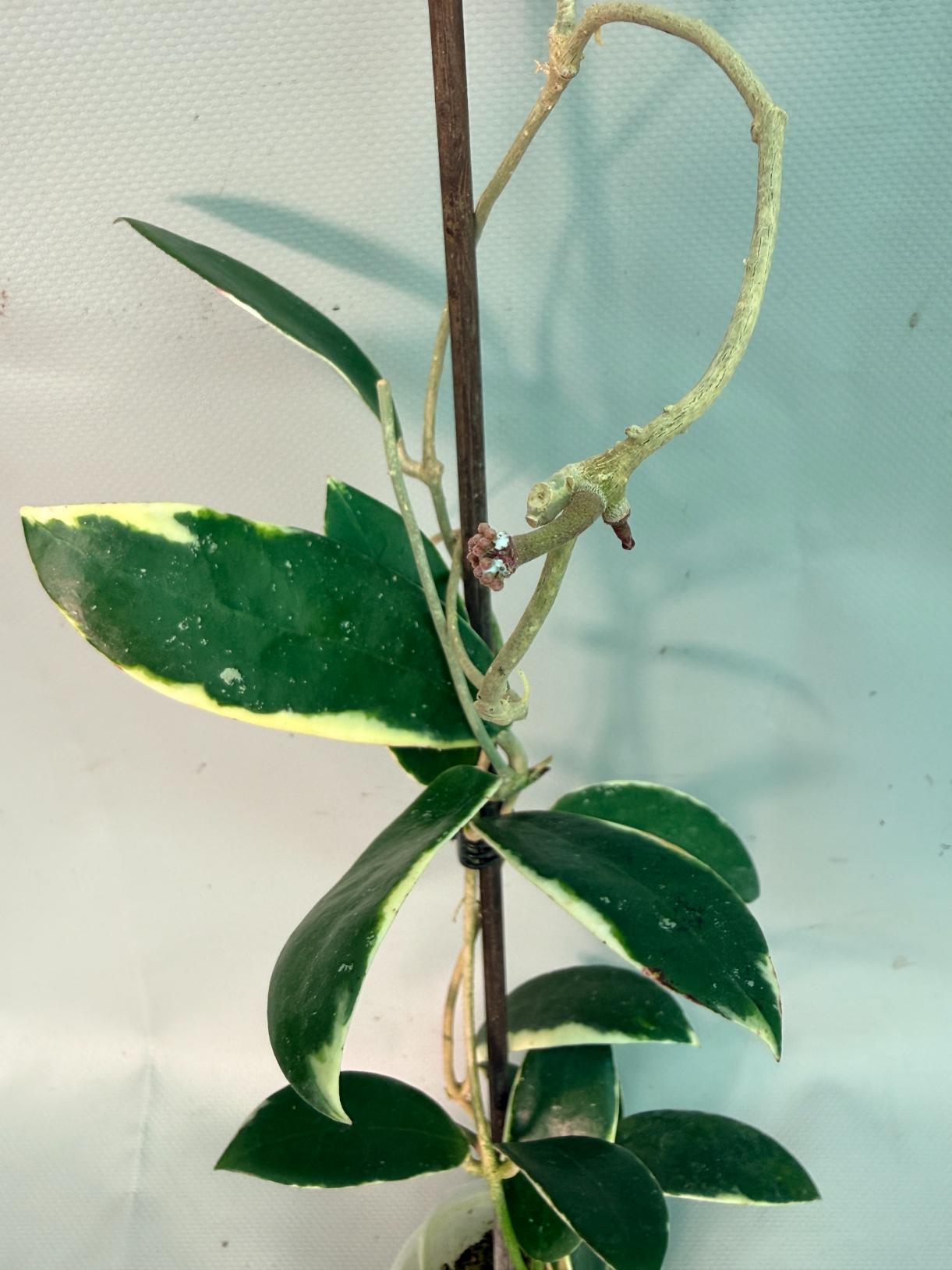 Hoya Acuta Albomarginata with flowers 02