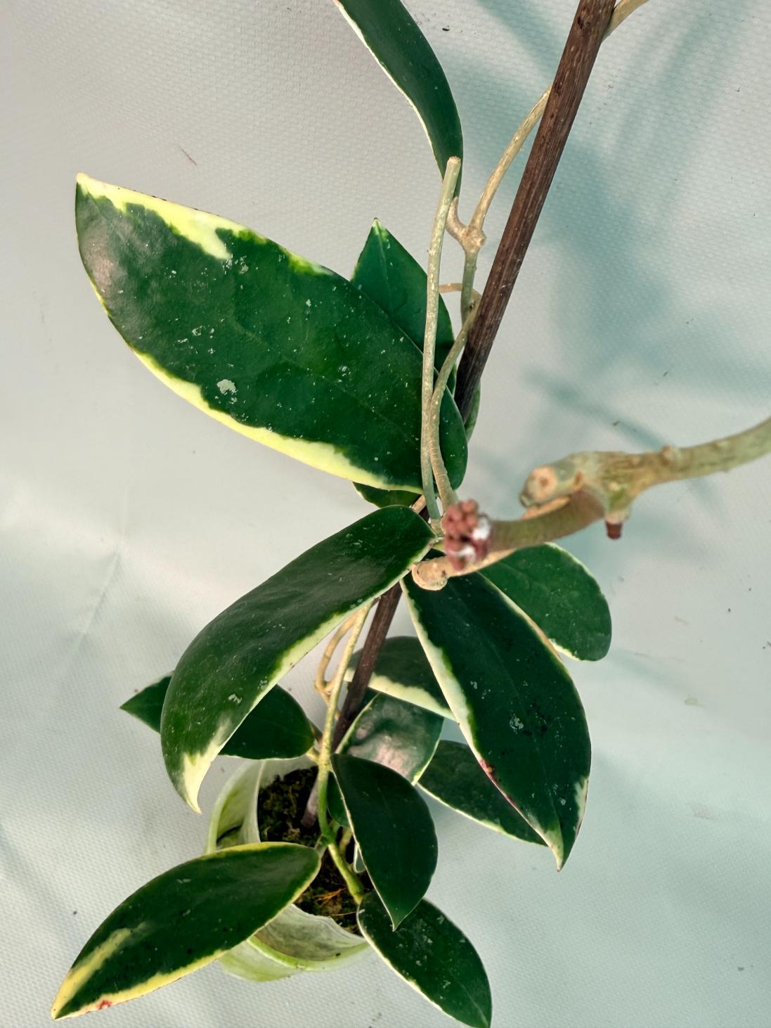 Hoya Acuta Albomarginata with flowers 03