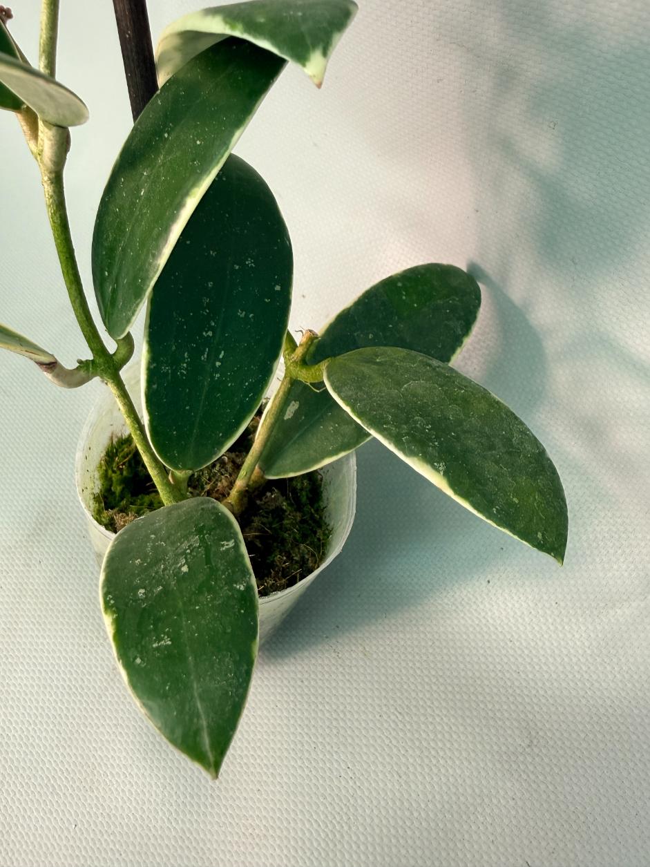 Hoya Acuta Albomarginata with flowers 05